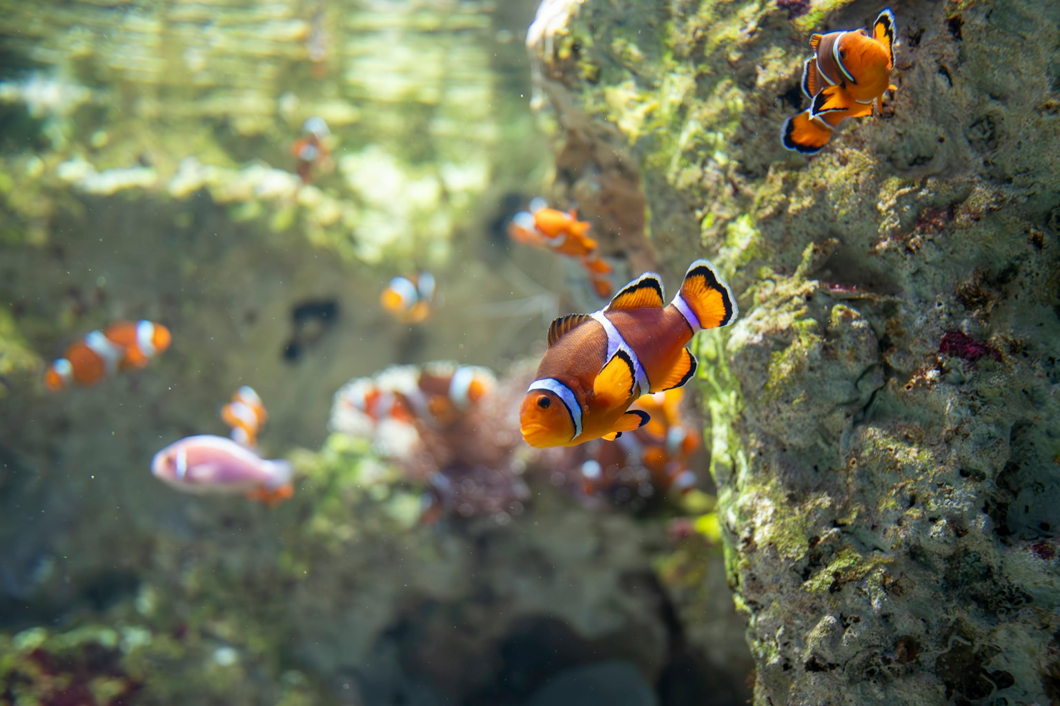 Clownfish swimming near rocks with colorful coral in the background
