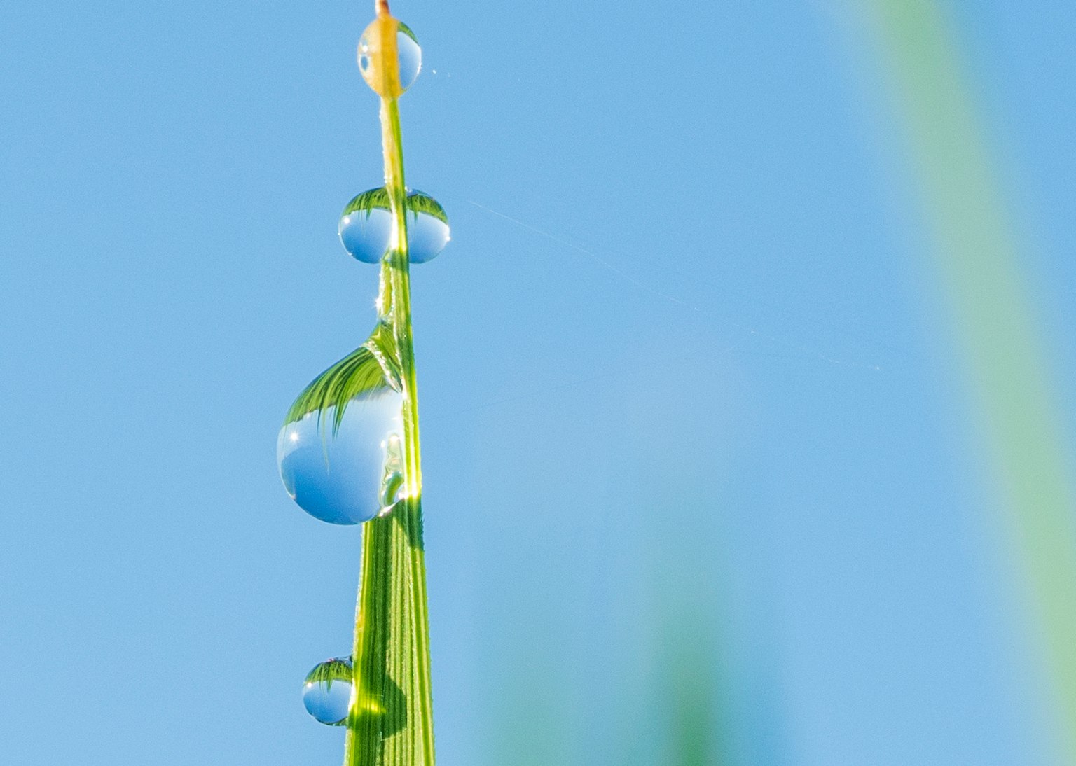 Grasblatt mit Wassertropfen vor blauem Himmel