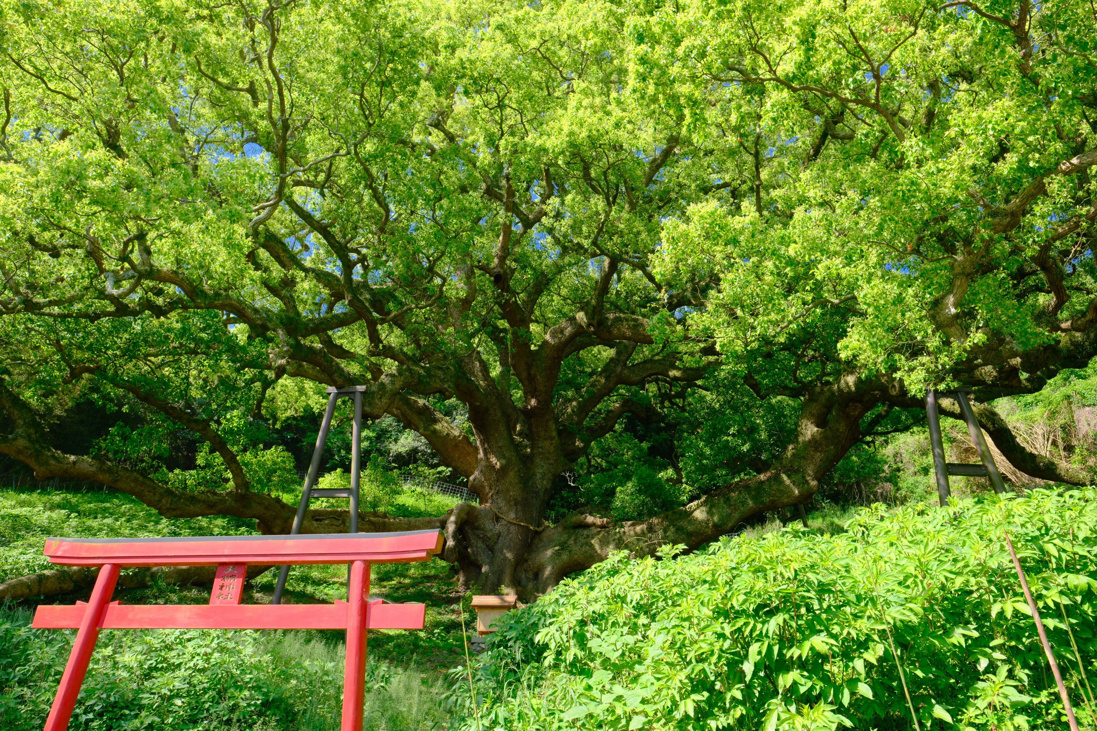 緑の大楠と赤い鳥居のある神社の境内
