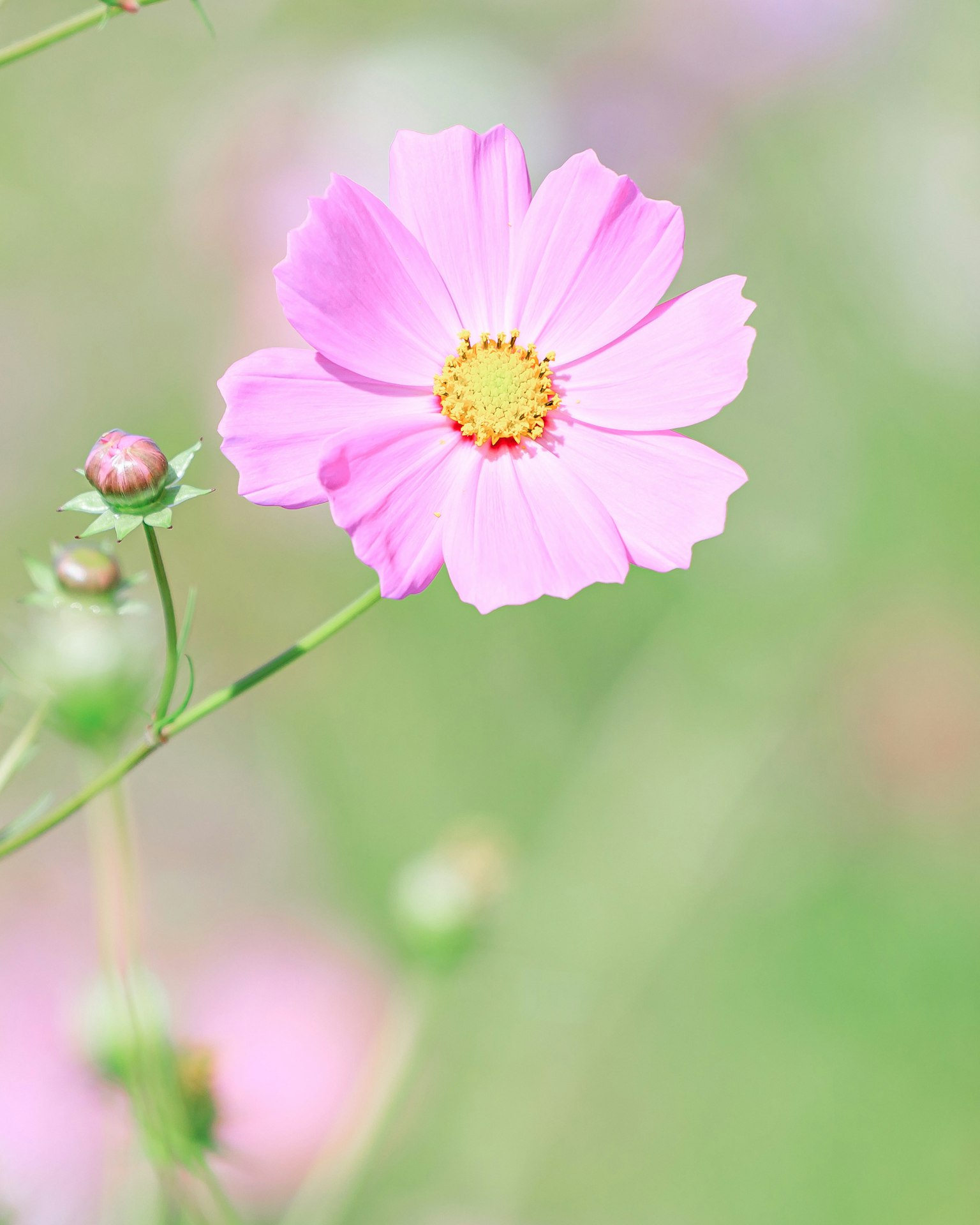 Una delicada flor rosa resalta contra un suave fondo verde