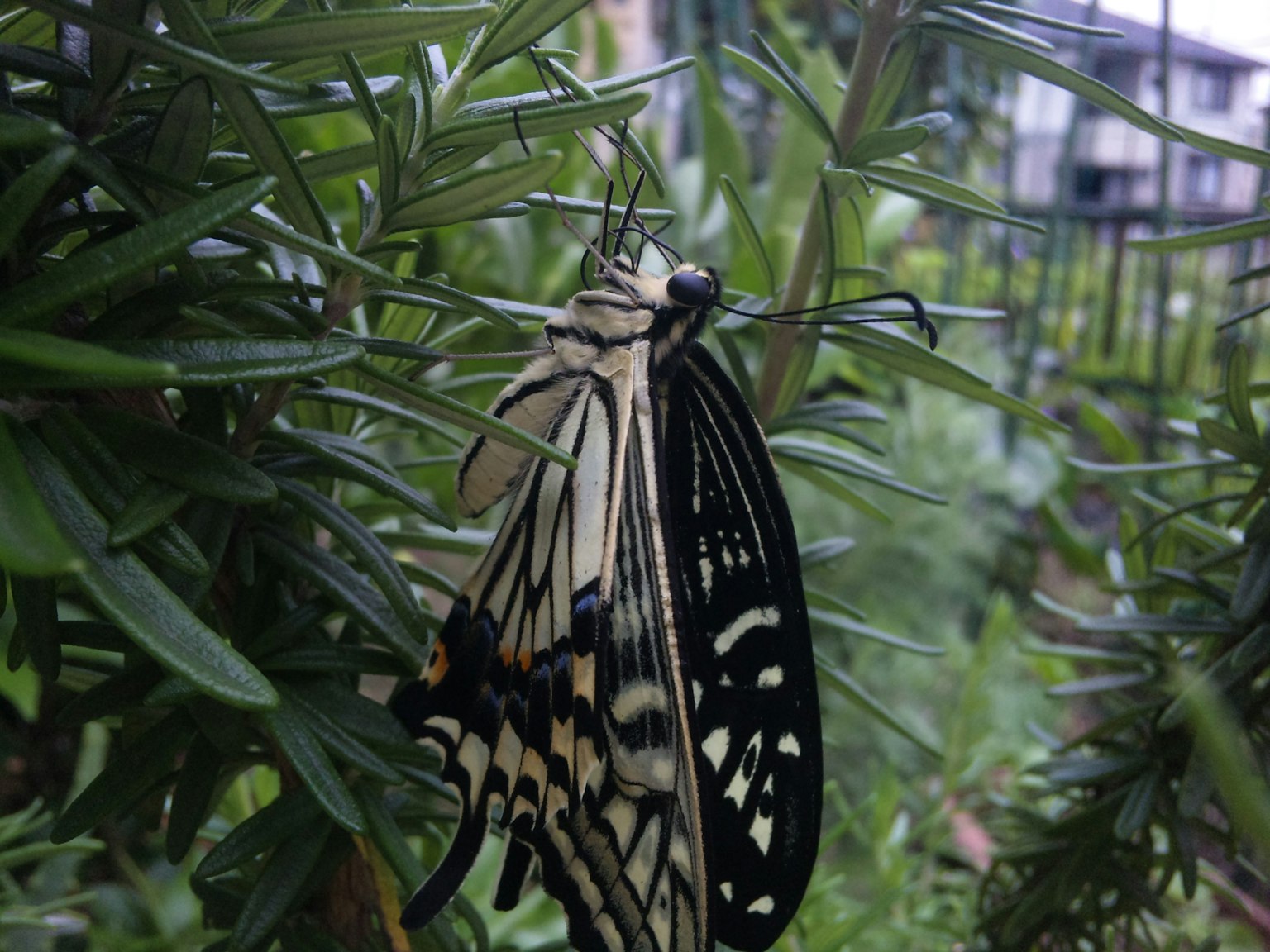 A black and white patterned butterfly perched on green foliage