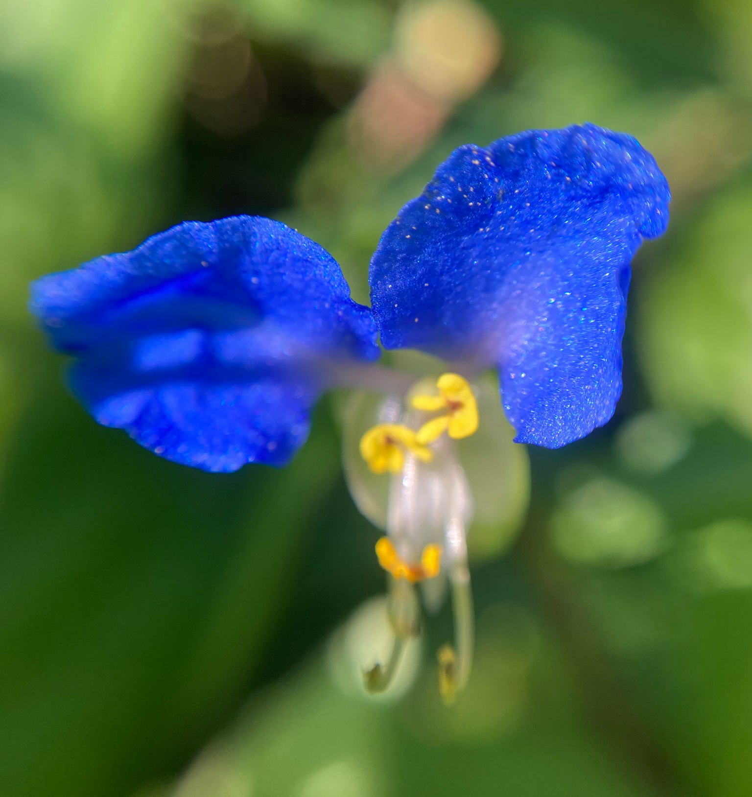 Imagen en primer plano de una flor azul vibrante con estambres amarillos en el centro