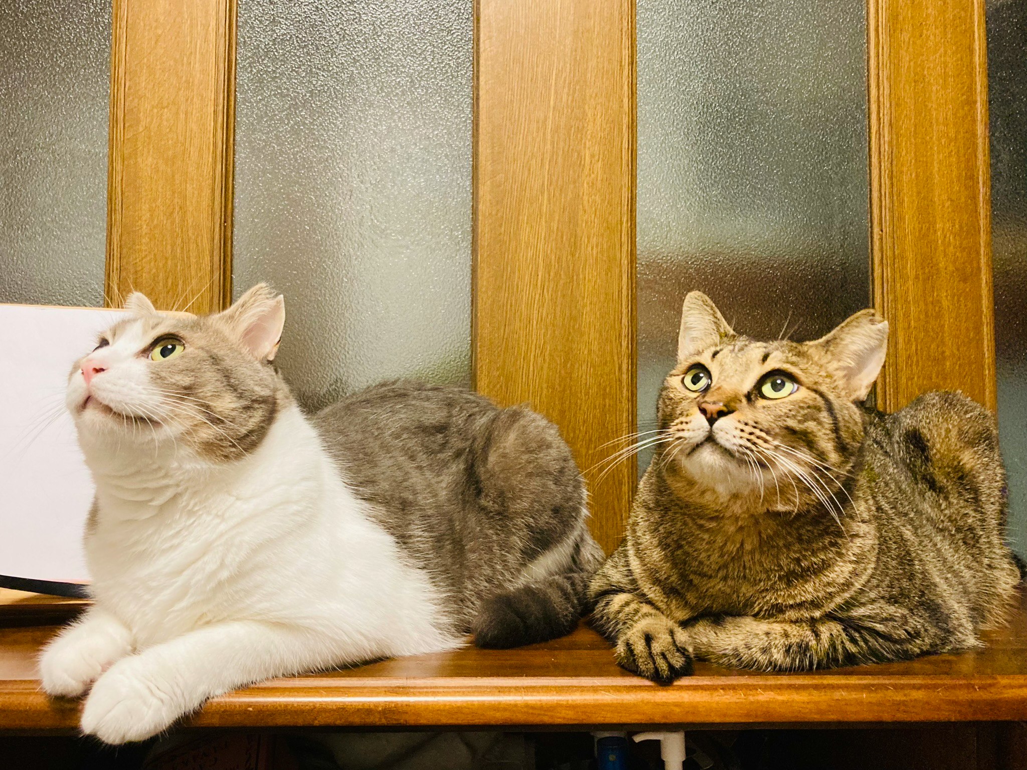 木の棚に並ぶ2匹の猫が見つめ合う