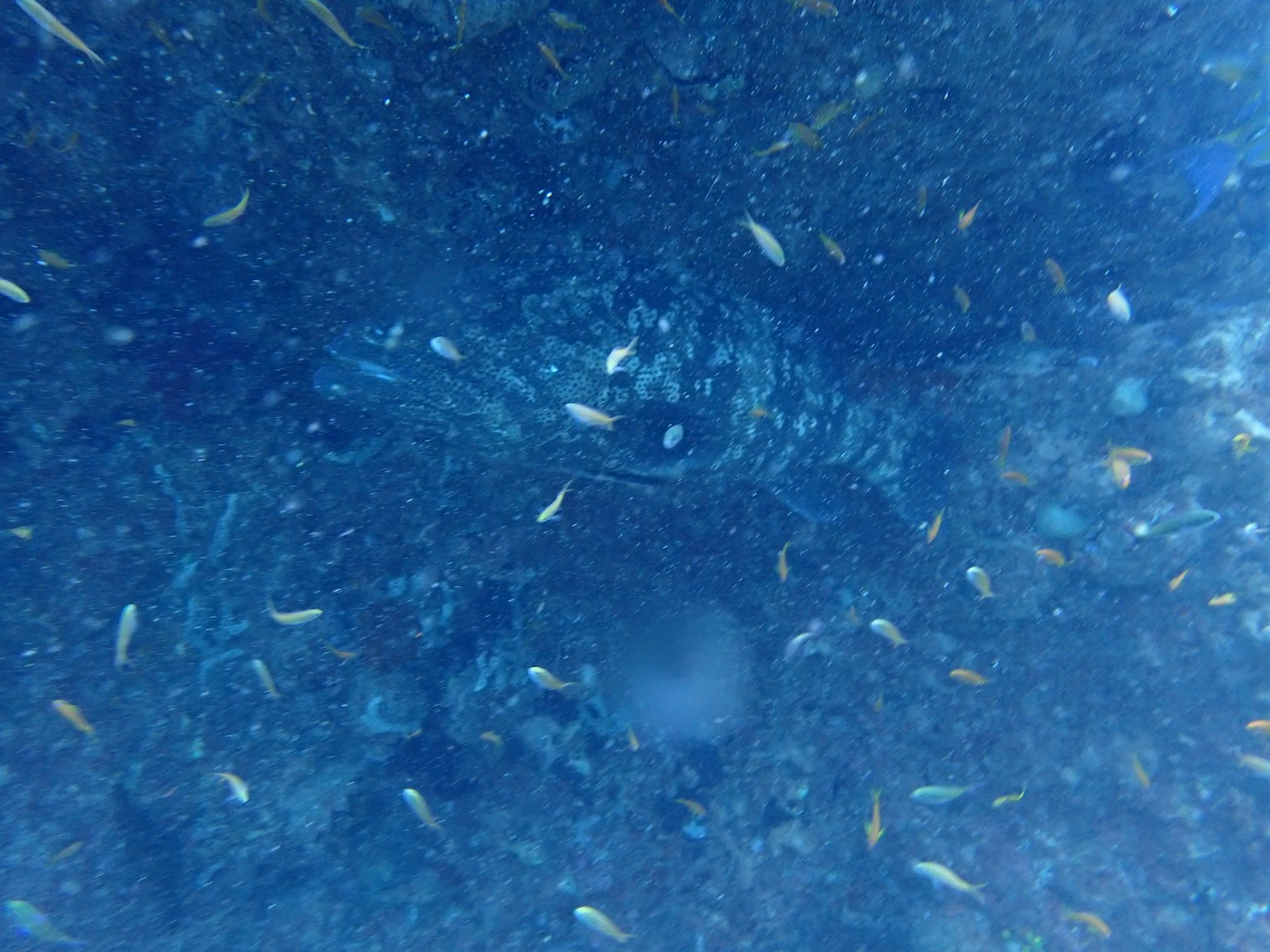 Escena submarina con peces pequeños nadando en agua azul