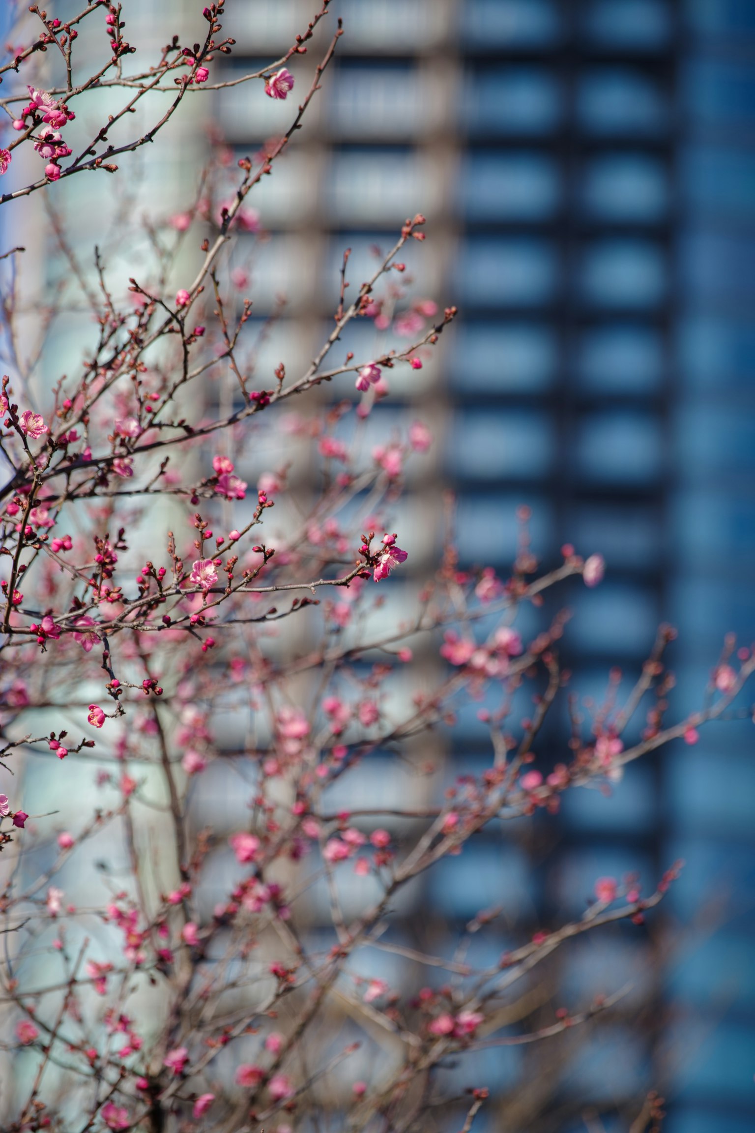Arbre à fleurs roses devant un bâtiment bleu