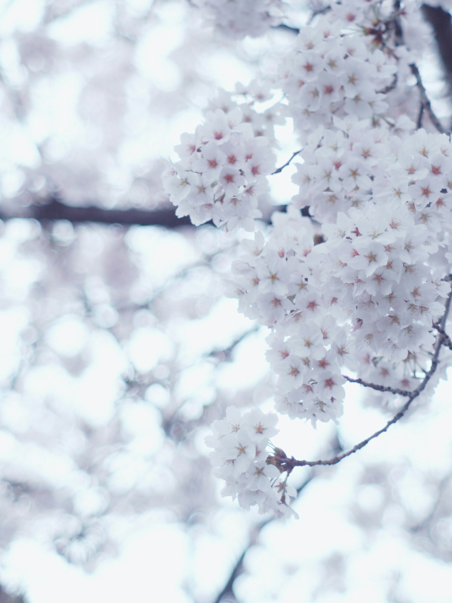 Close-up of cherry blossom branches with white and pale pink flowers