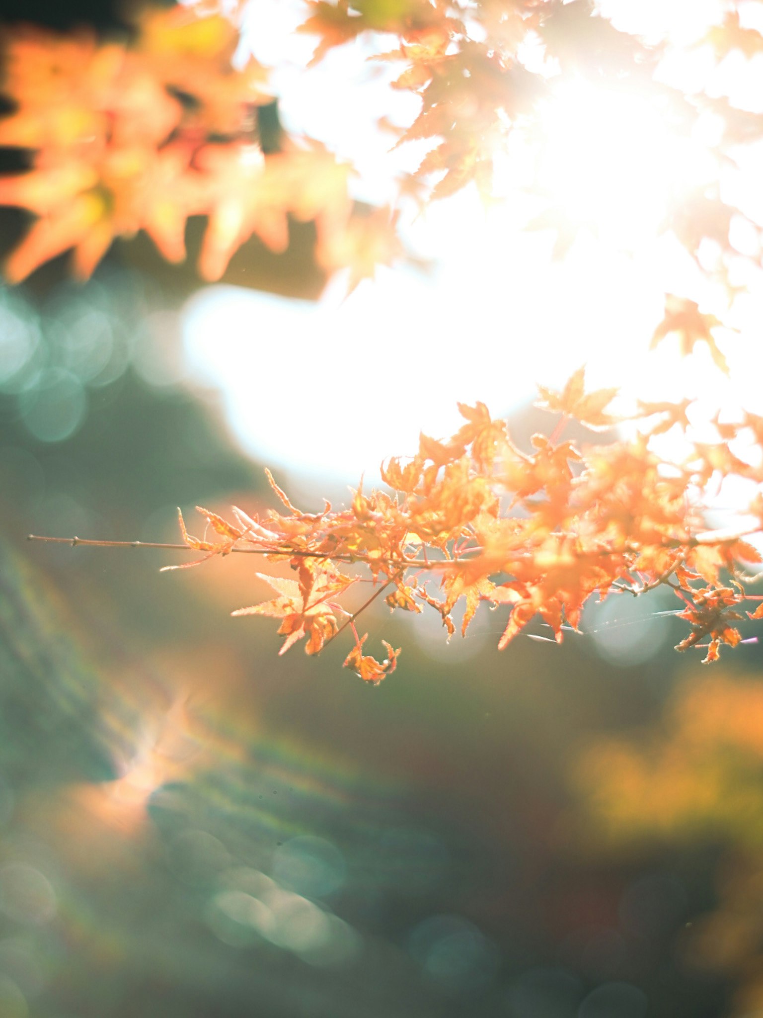 逆光で光る紅葉の枝先
