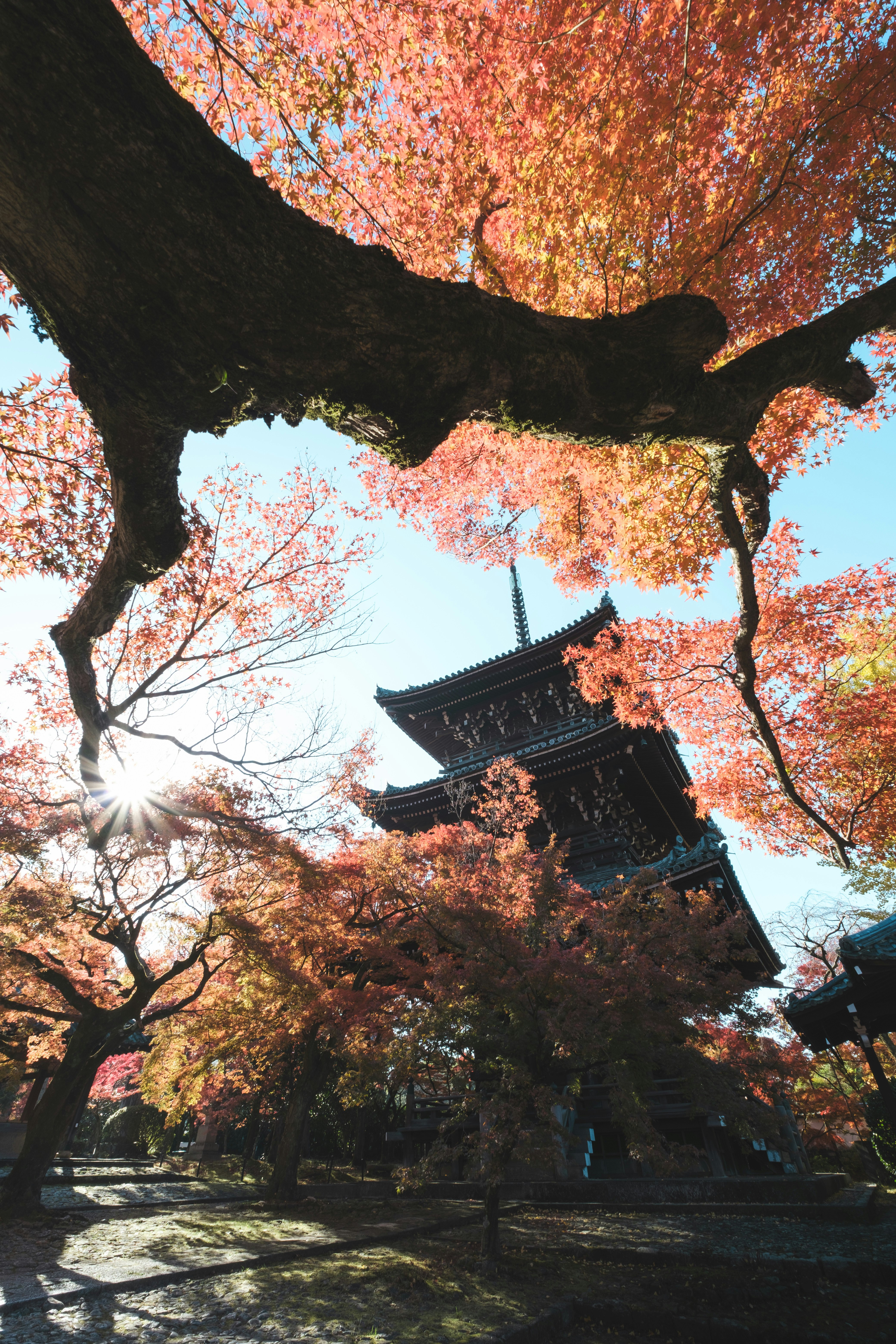 桜の木と寺院の屋根が見える春の参道