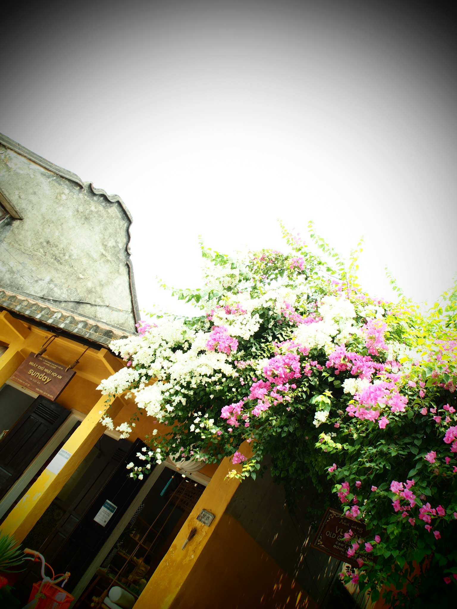 Flores de bugambilia rosa vibrante floreciendo cerca de la fachada de una casa antigua