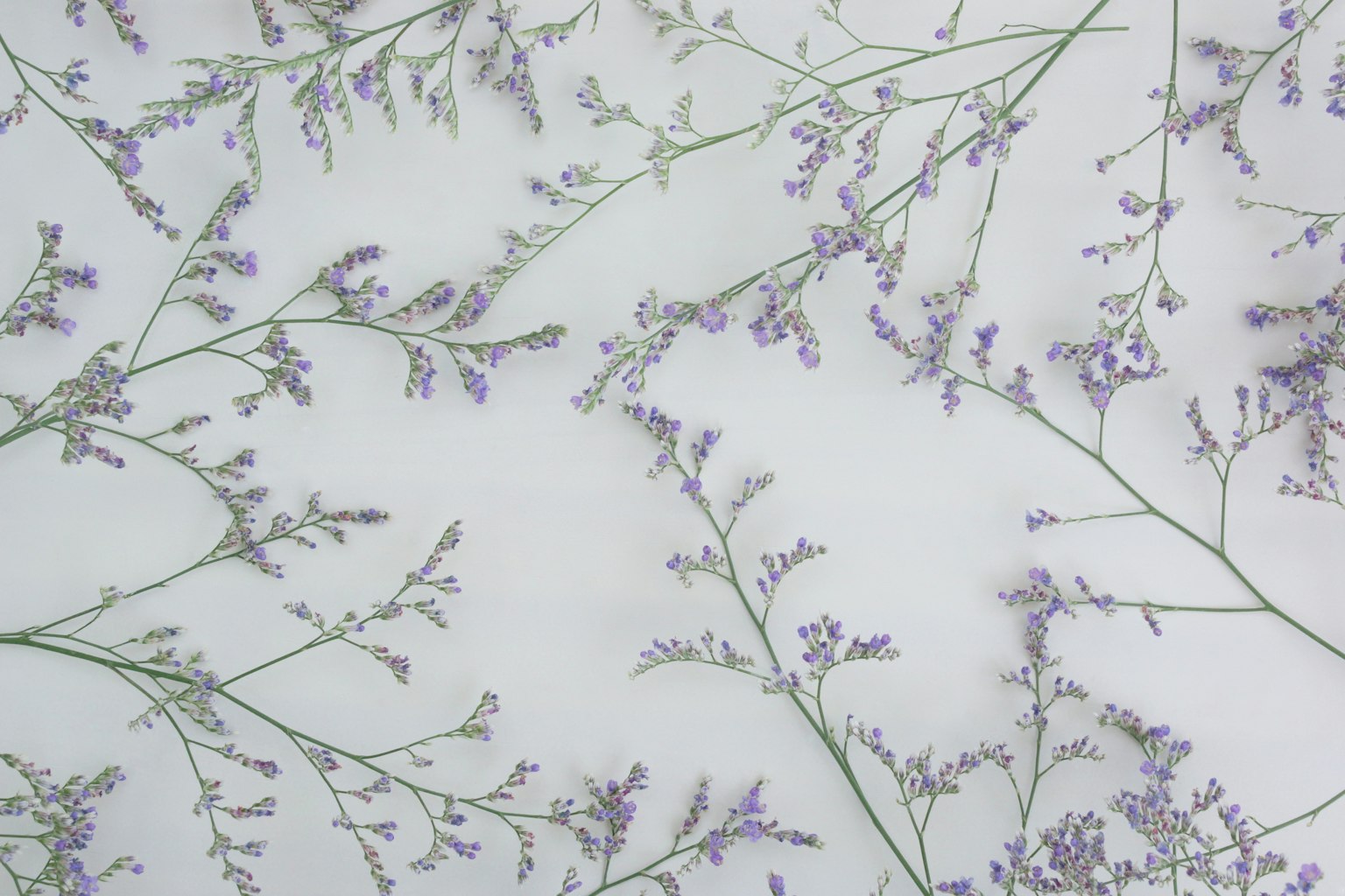 Fondo delicado con flores moradas claras dispersas