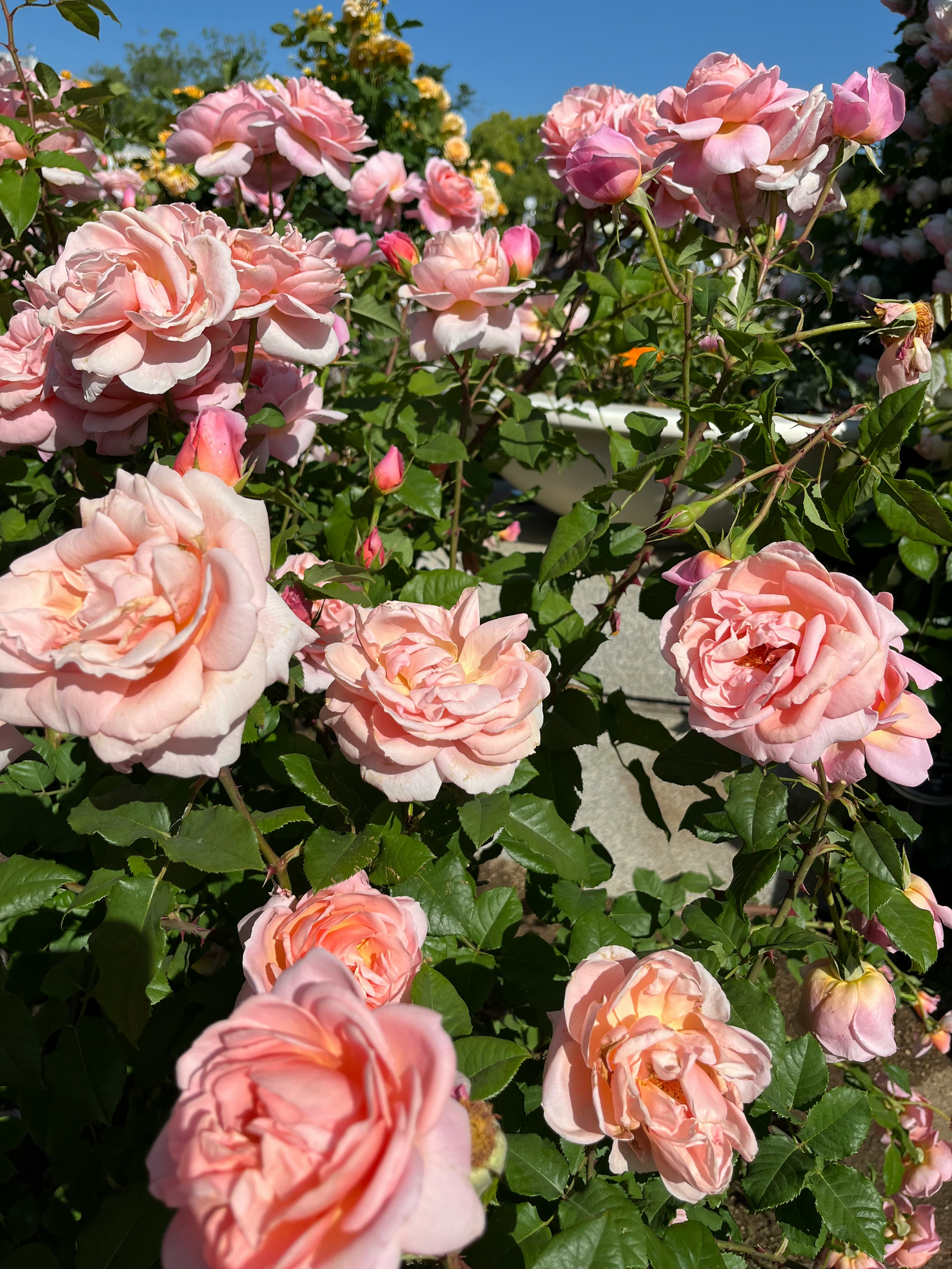 青空の下で咲くピンクのバラの花束のような群生