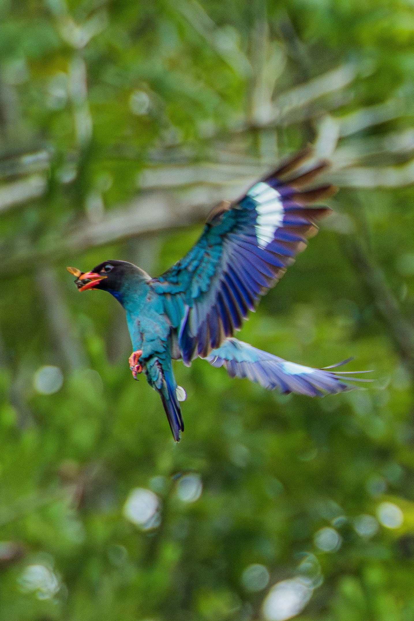 青い鳥が羽ばたく熱帯の緑の中