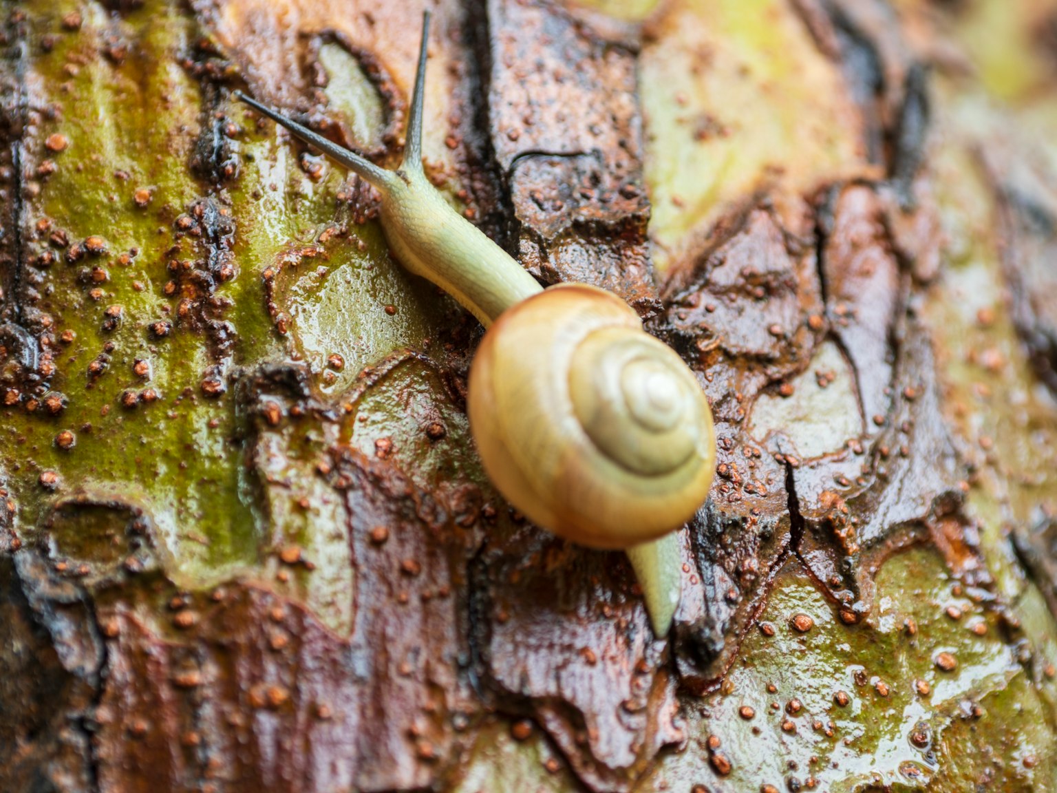 Gros plan d'un escargot grimpant sur un tronc d'arbre