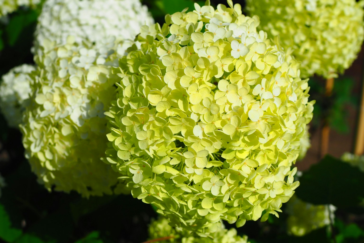 Close-up of spherical clusters of greenish flowers on a plant