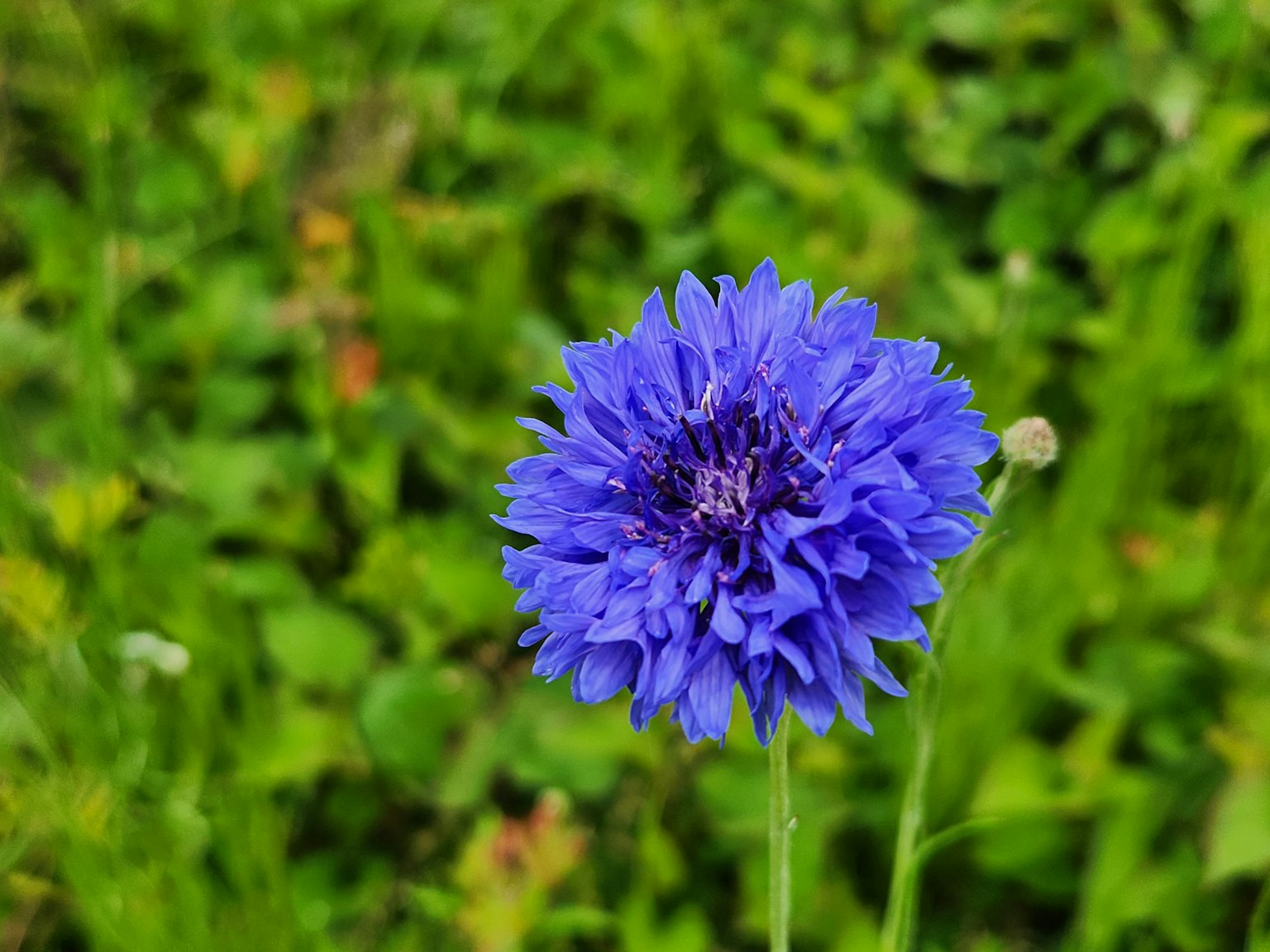 Fiore blu vivace spicca su uno sfondo verde