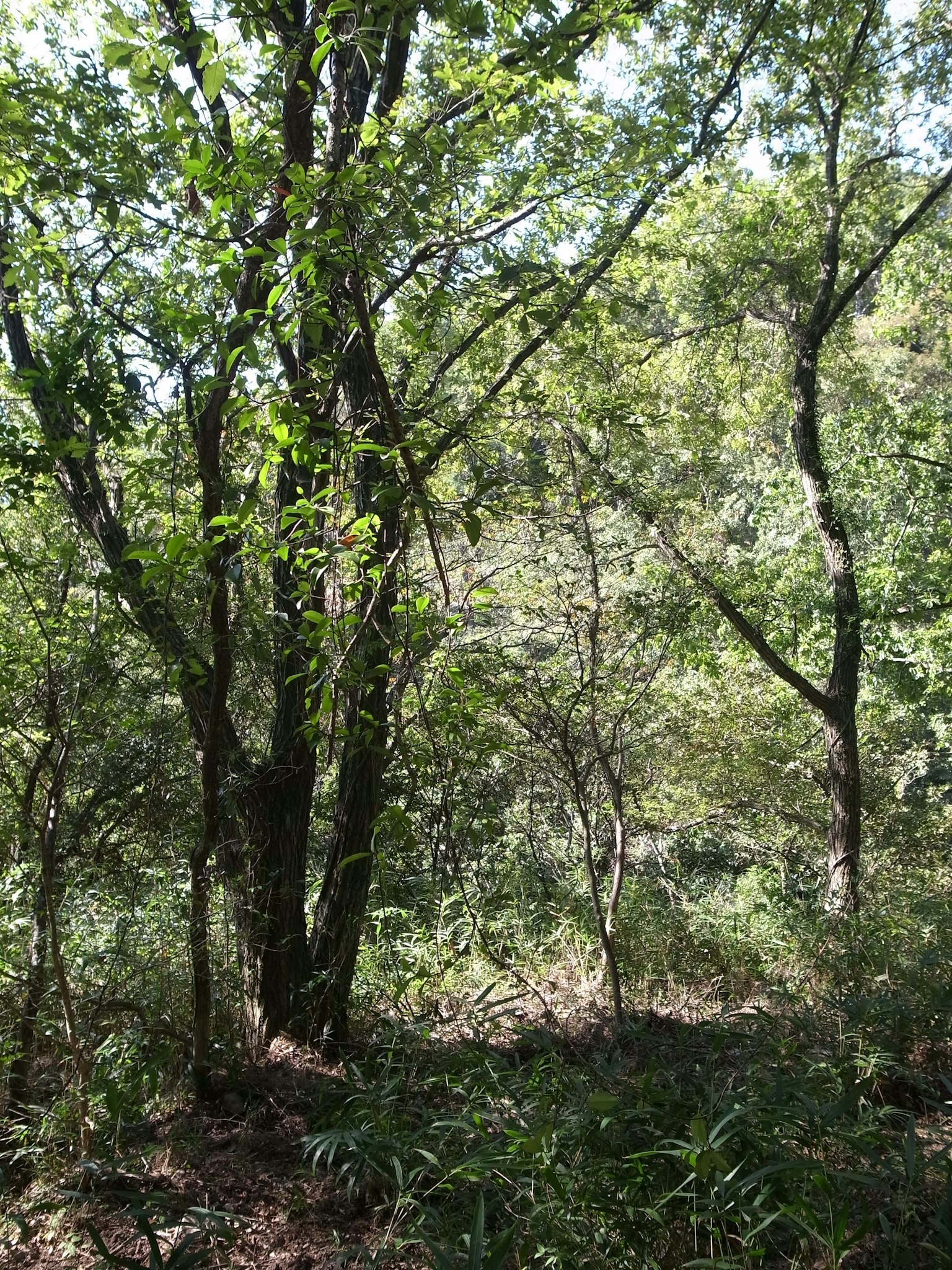 Paisaje forestal exuberante con luz solar filtrando entre los árboles