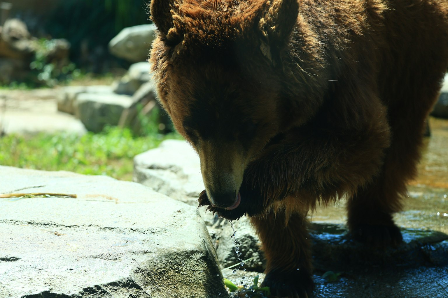 Primer plano de un oso marrón bebiendo agua