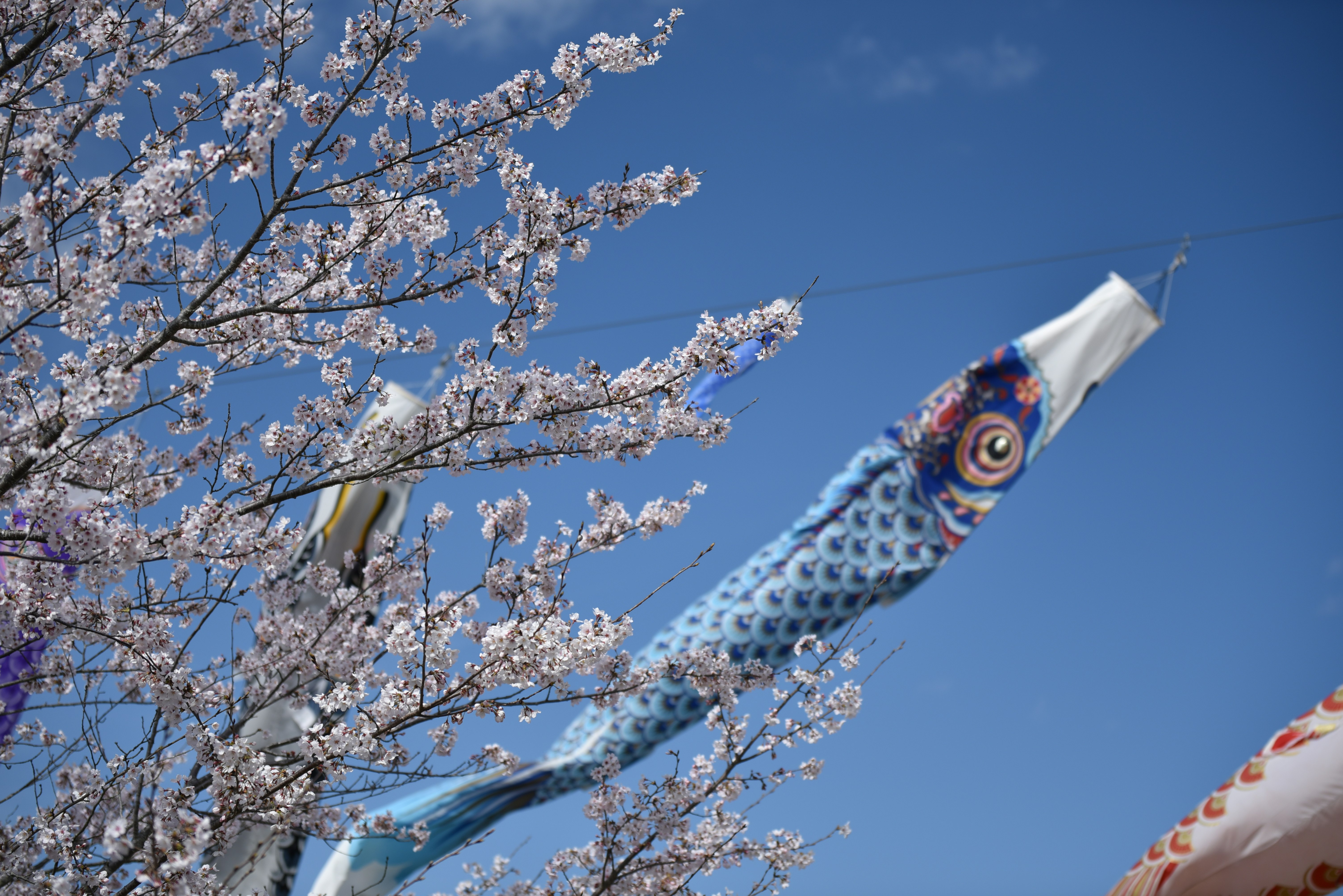bendera koi (koinobori) dan bunga sakura di langit biru