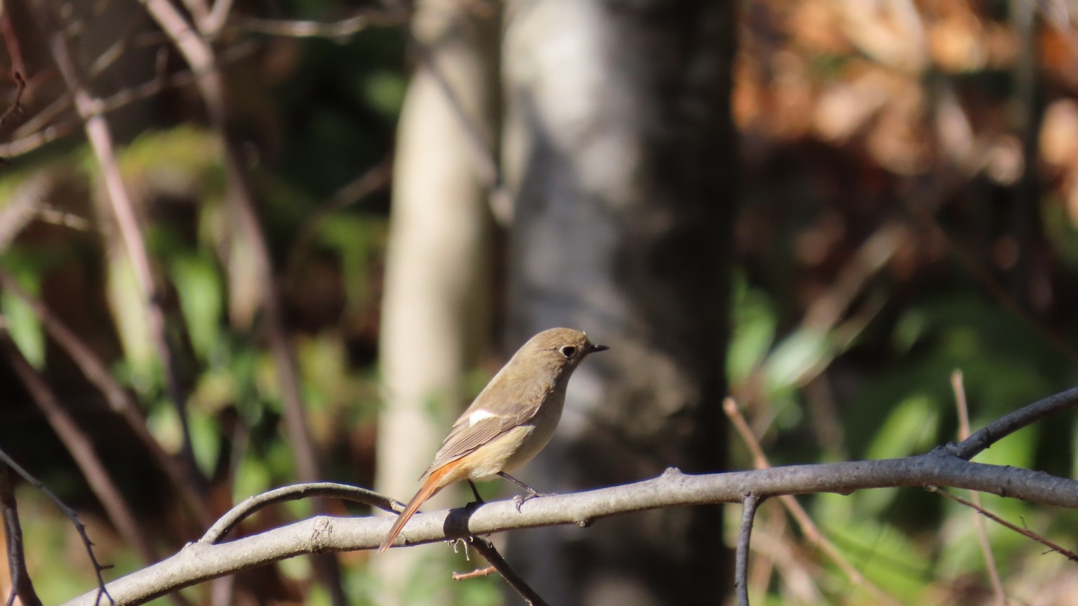 A small bird perched on a branch in a forest setting
