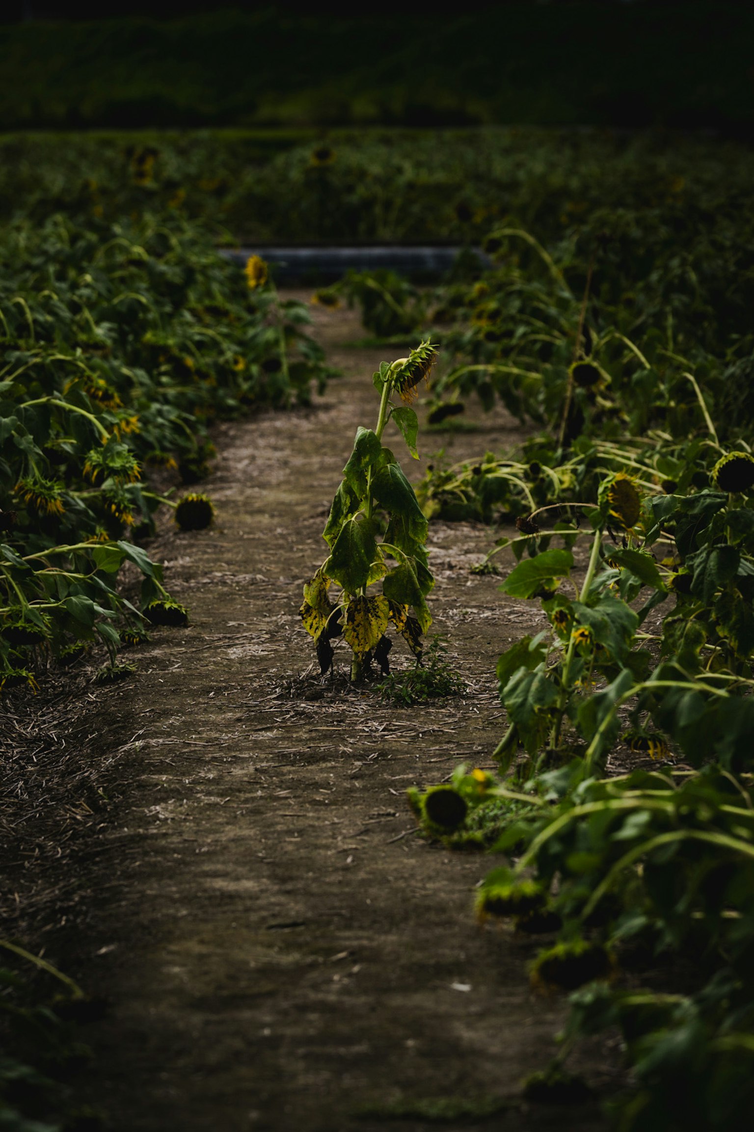 Champ de tournesols penchés le long d'un chemin de terre