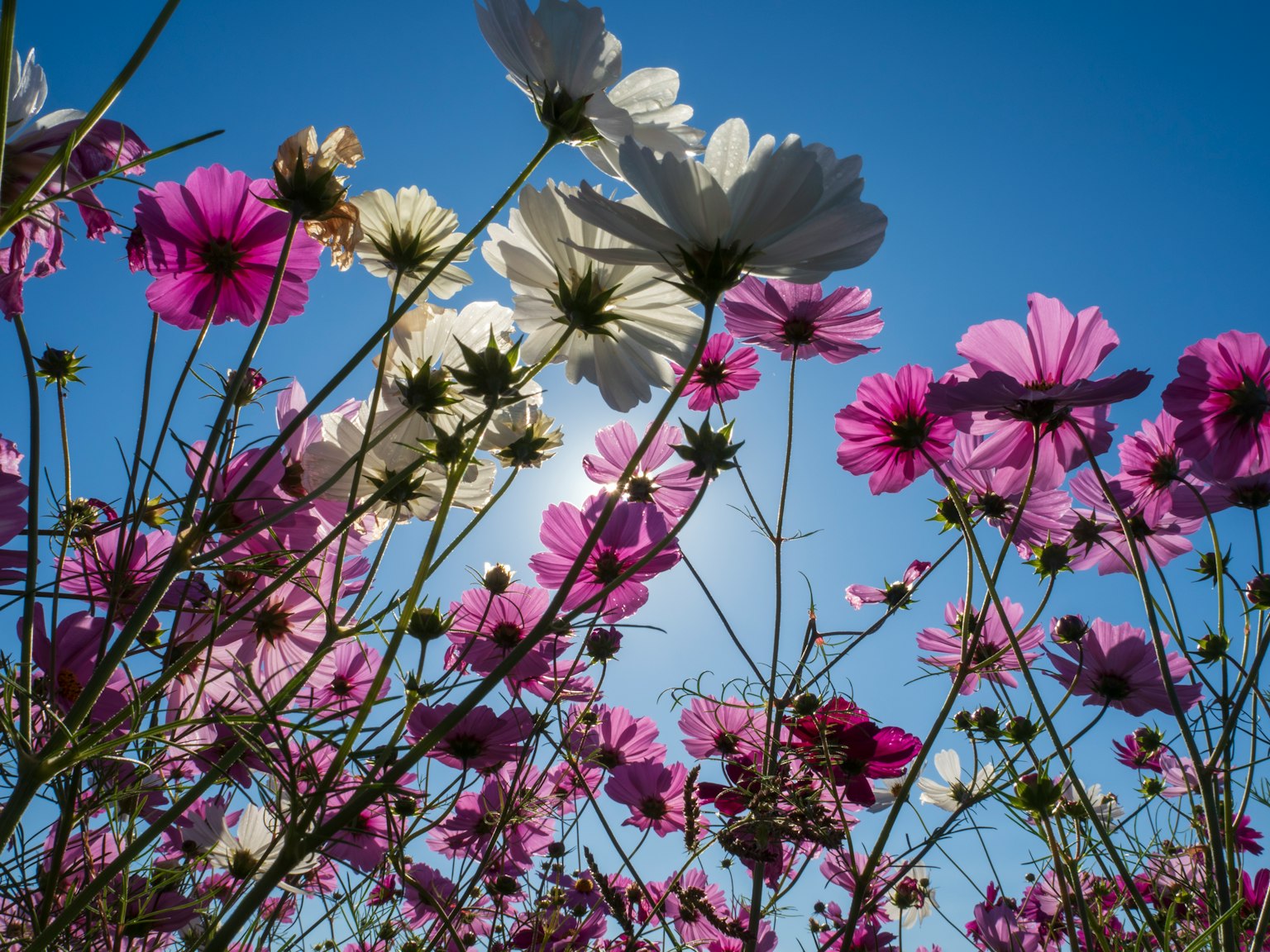 Flores de cosmos coloridas floreciendo bajo un cielo azul