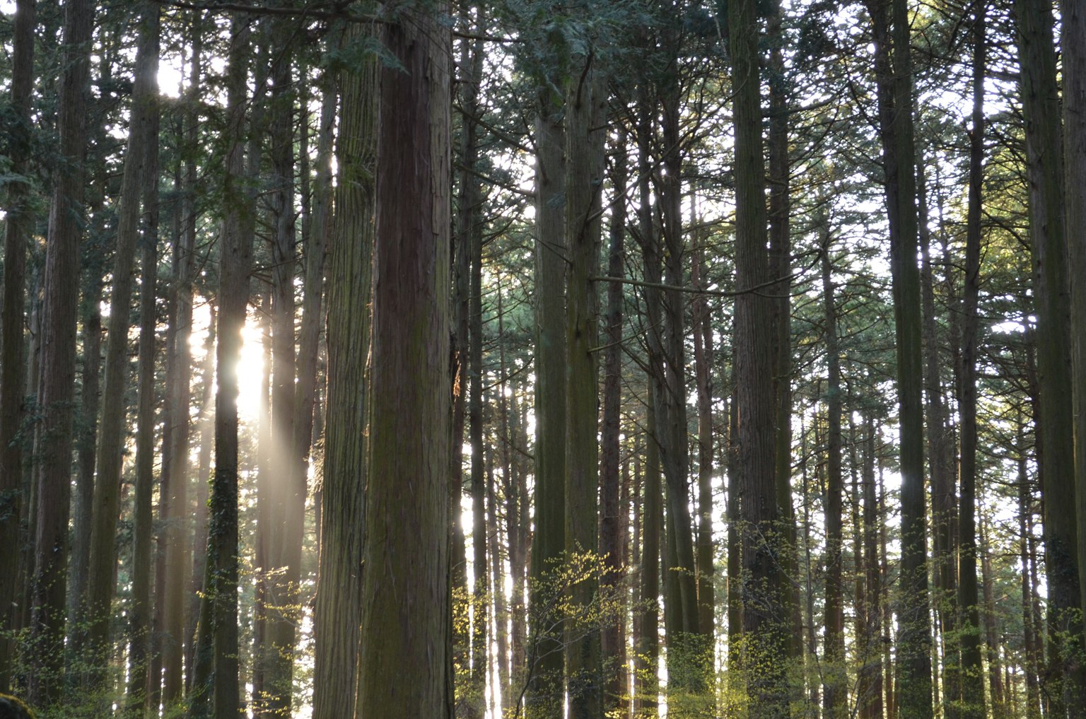 Grands arbres dans une forêt avec des rayons de soleil
