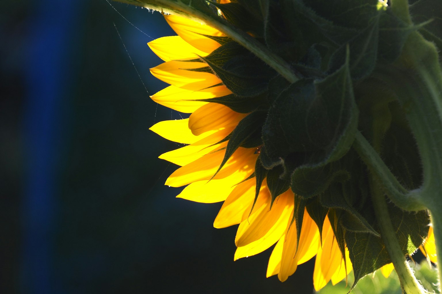 A close-up of sunflower petals glowing in backlight