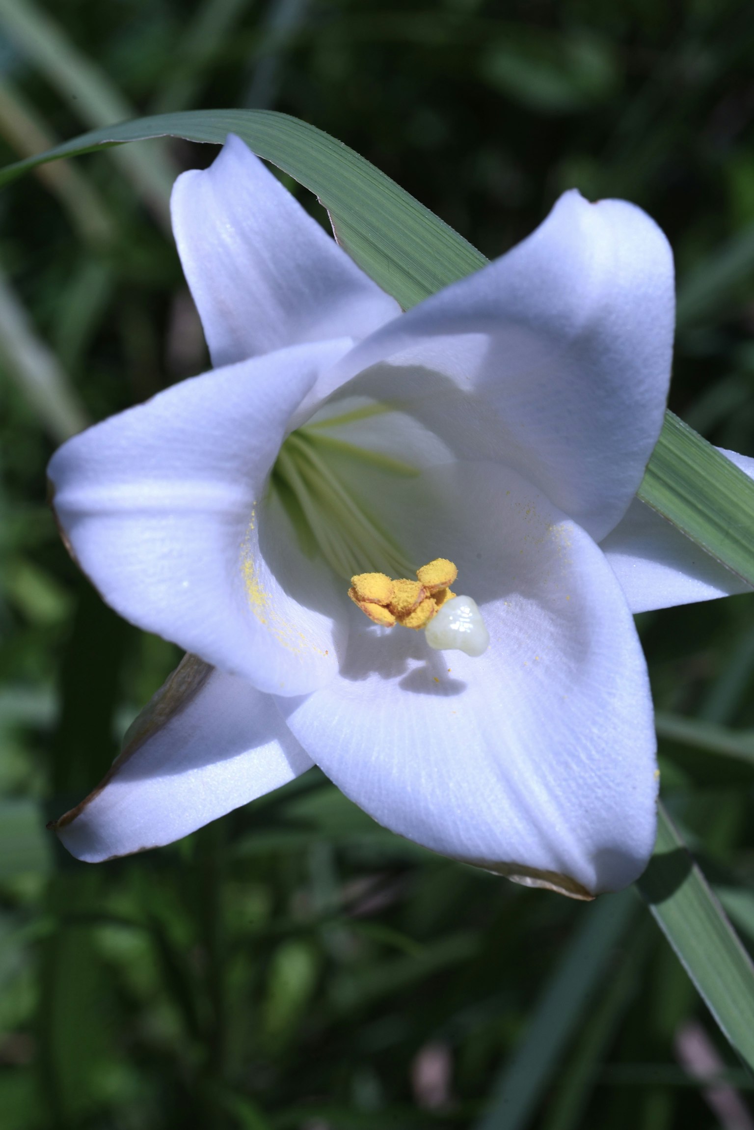 Primo piano di un fiore di giglio bianco circondato da foglie verdi