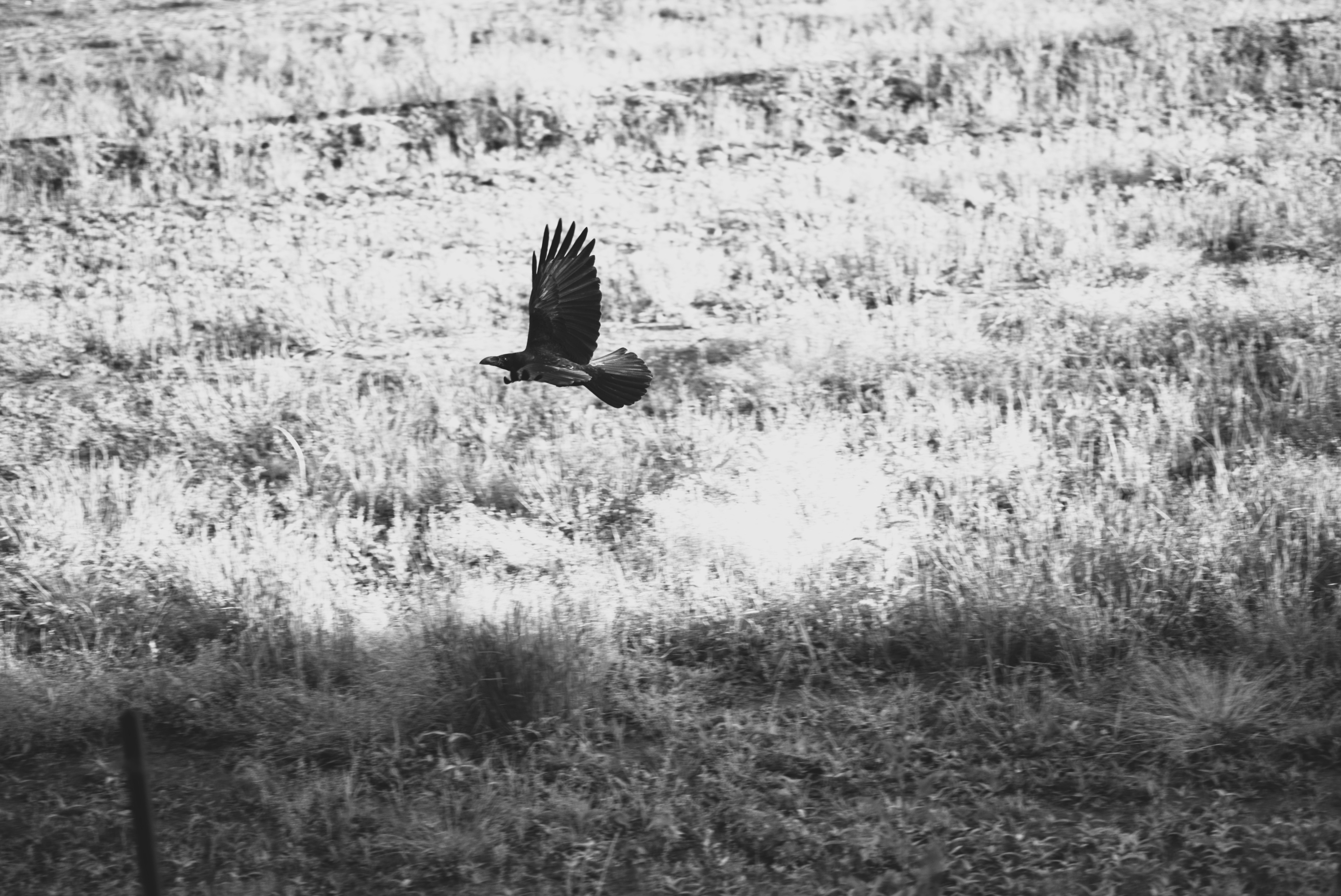 Vogelsilhouette beim Landen auf einer Wiese