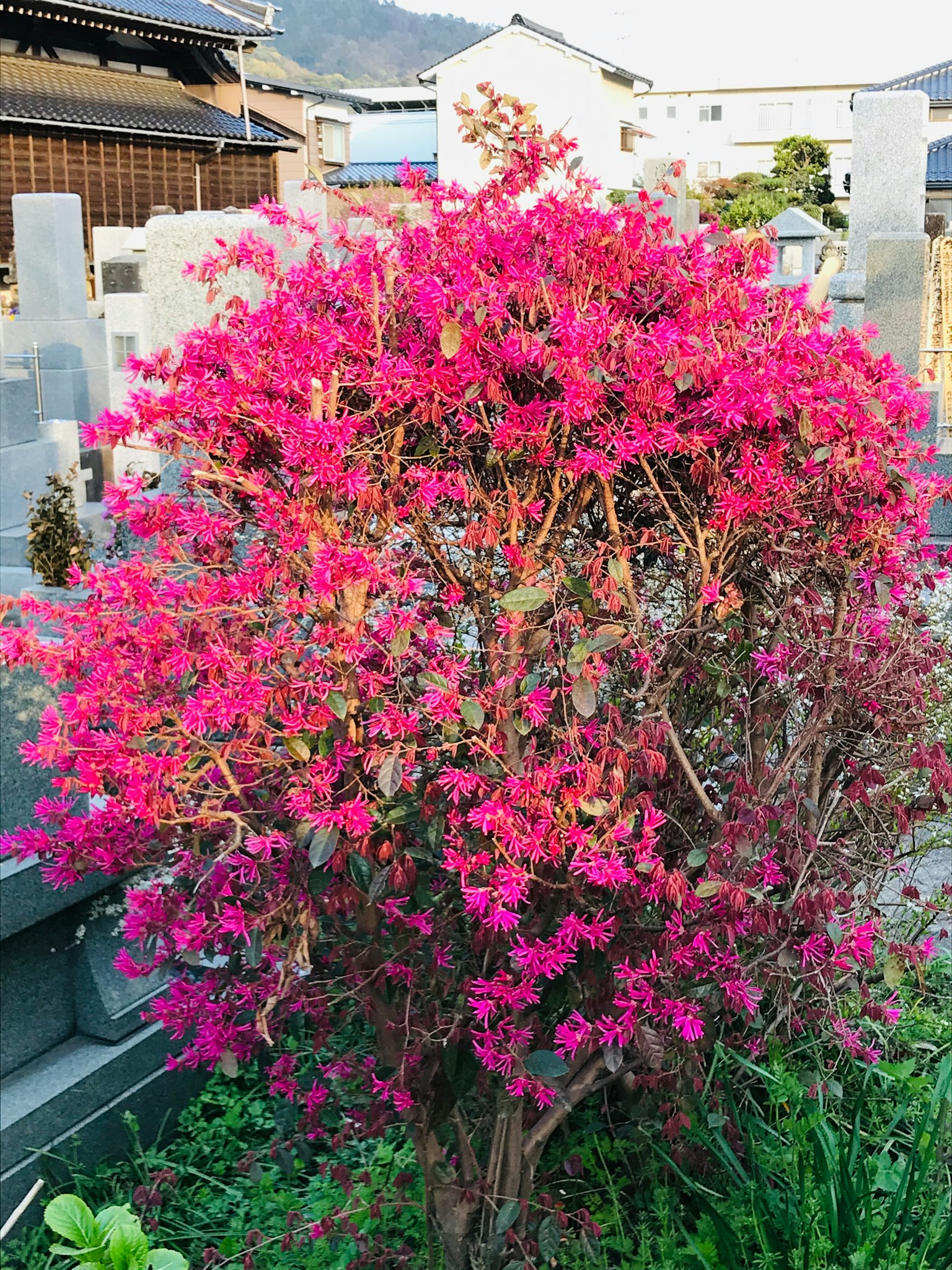 A bush with vibrant pink flowers stands in a cemetery
