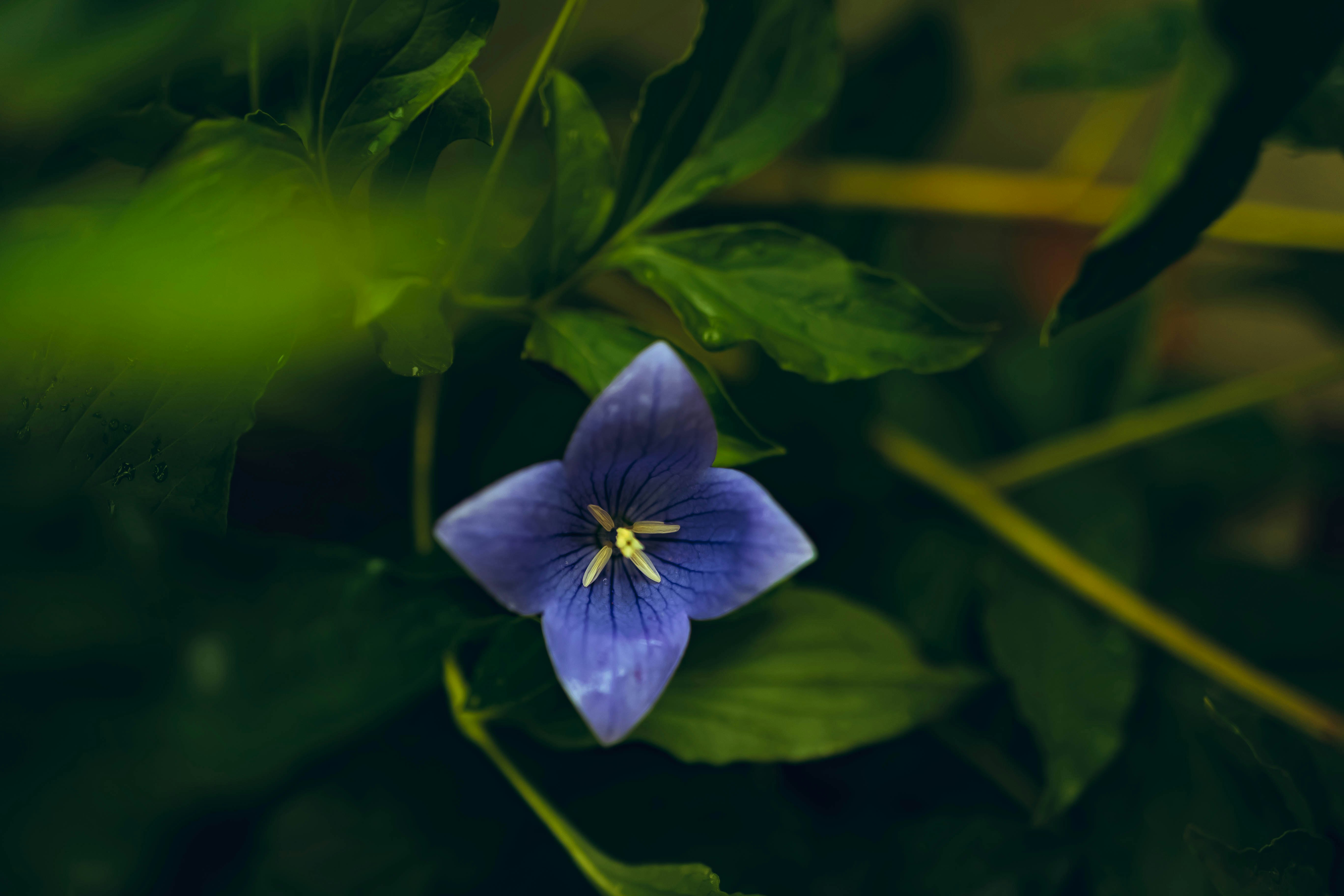 雨上がりの桔梗の花と葉のクローズアップ