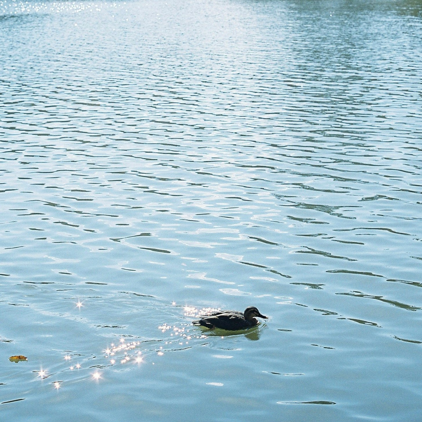 con vịt đang bơi trên mặt hồ yên ả