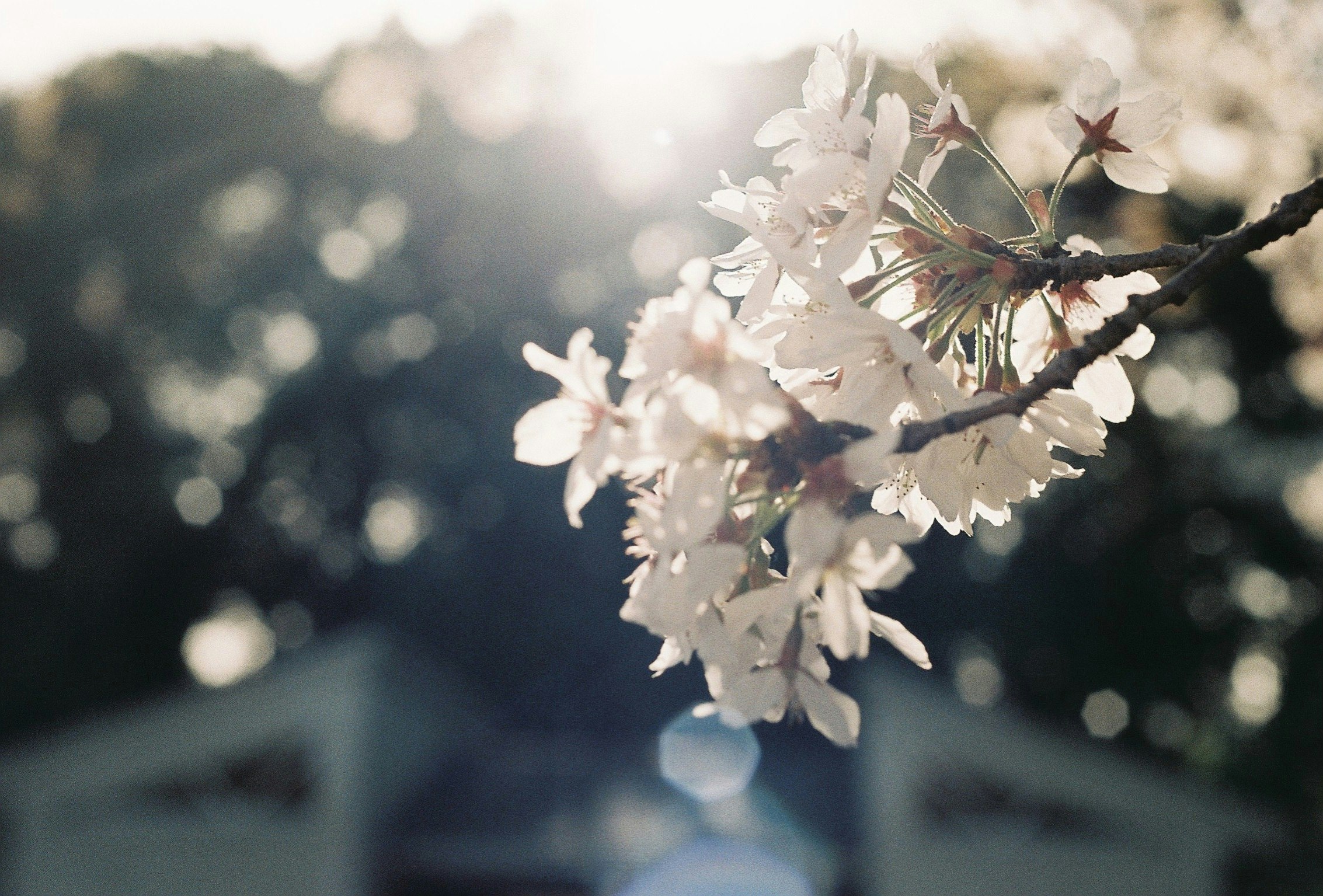 夕日に照らされた桜の枝先の花