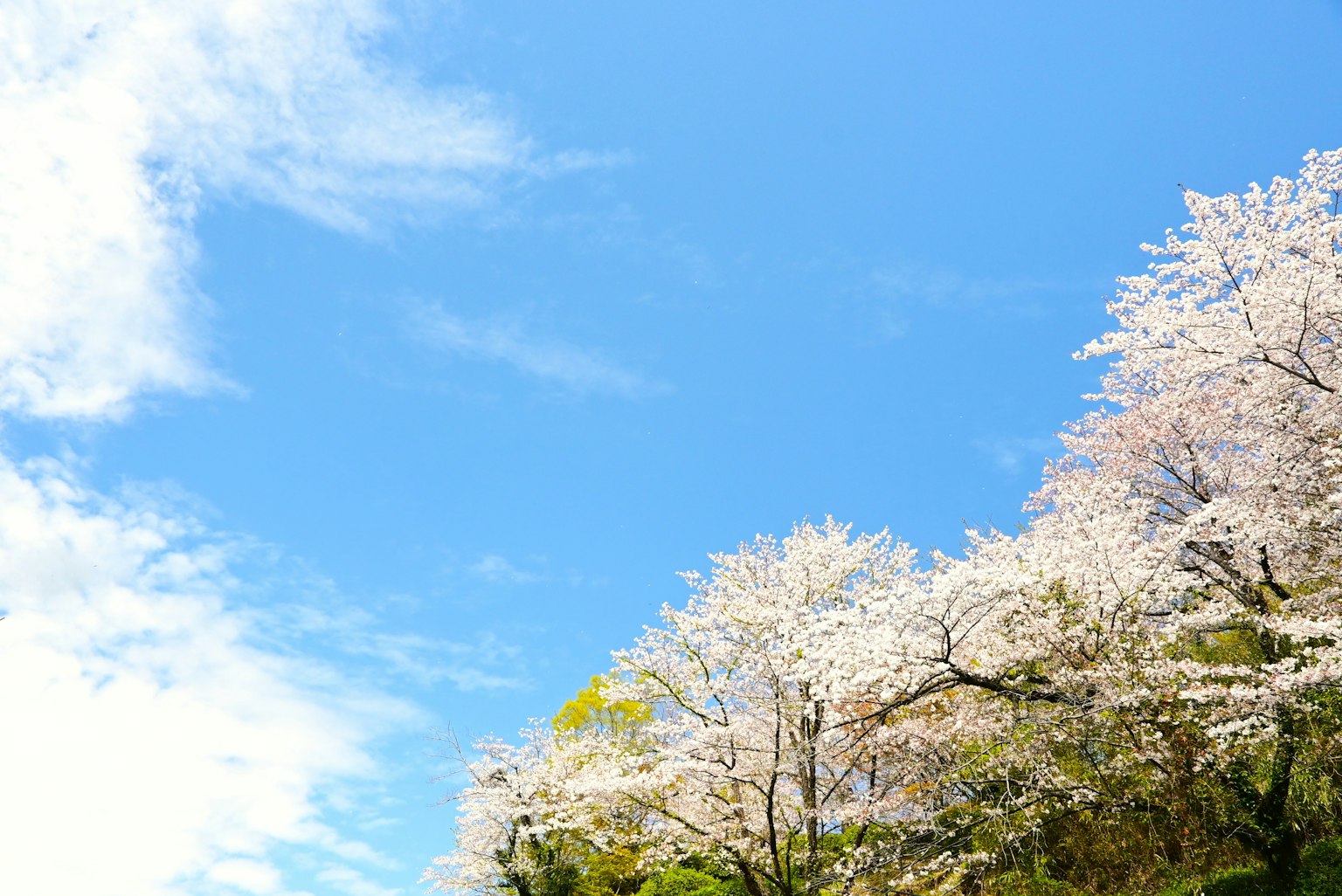Flores de cerezo floreciendo contra un cielo azul con nubes blancas
