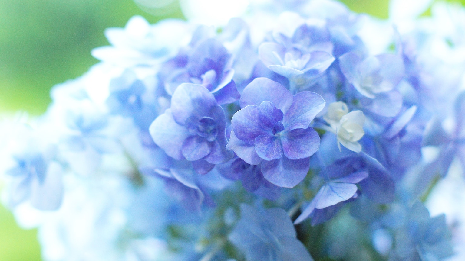 Primer plano de flores azules pálidas con un fondo verde brillante