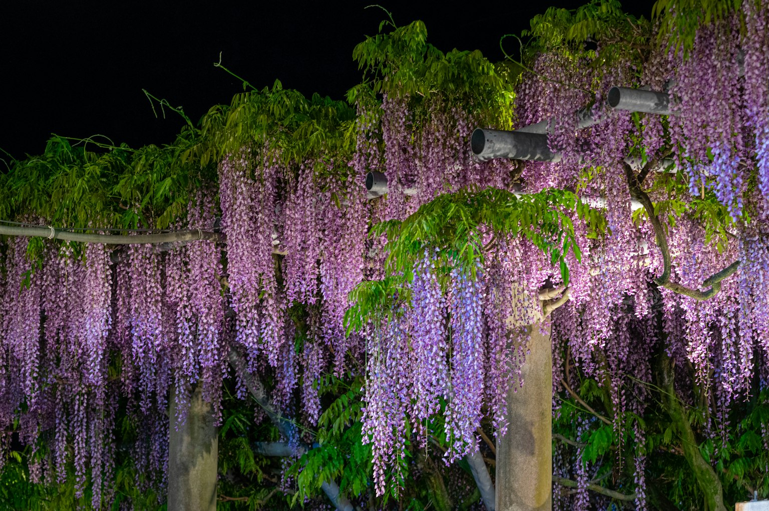 Bellissimi fiori di glicine che fioriscono di notte Fiori viola che pendono