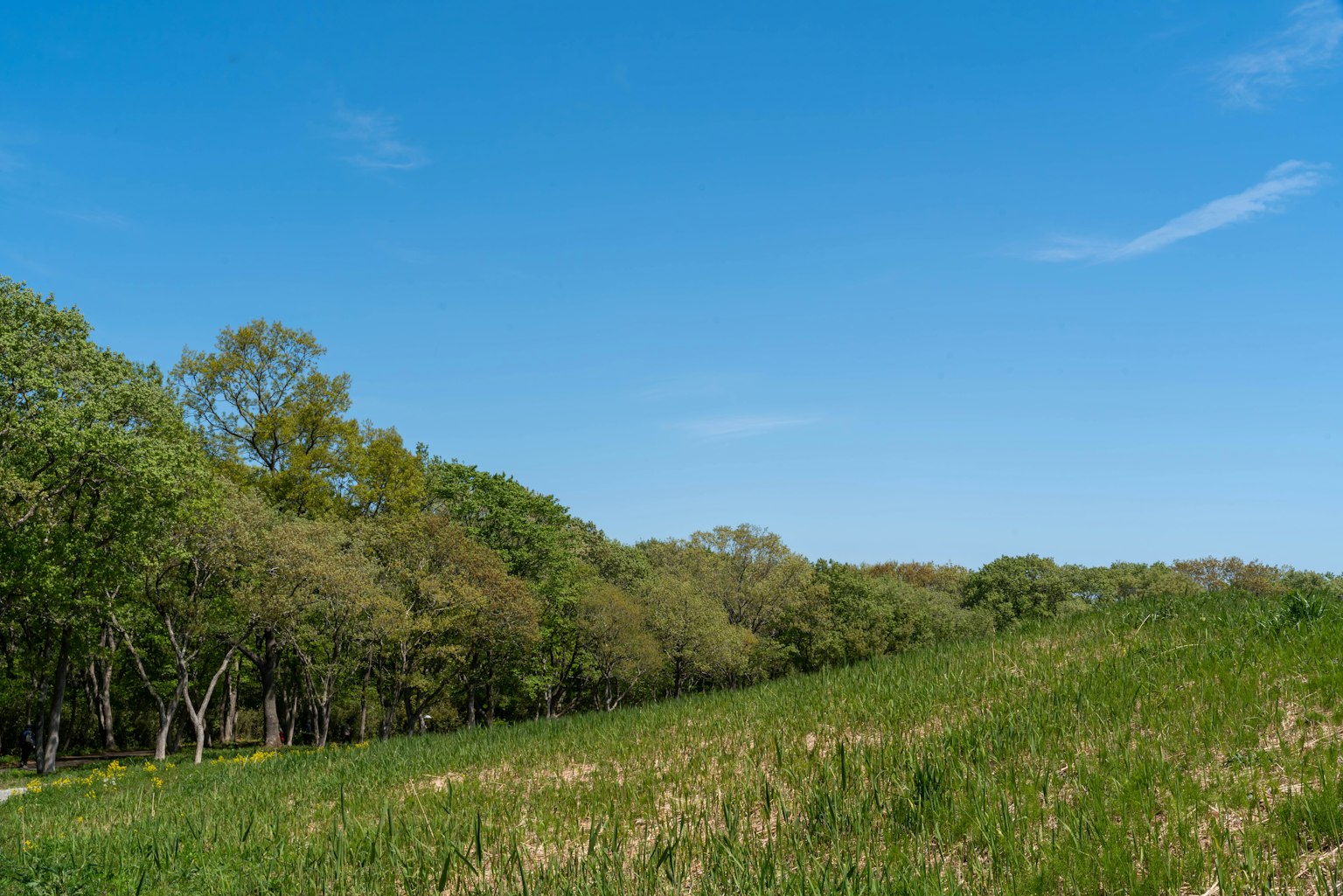 Üppige grüne Wiese unter einem klaren blauen Himmel mit Bäumen