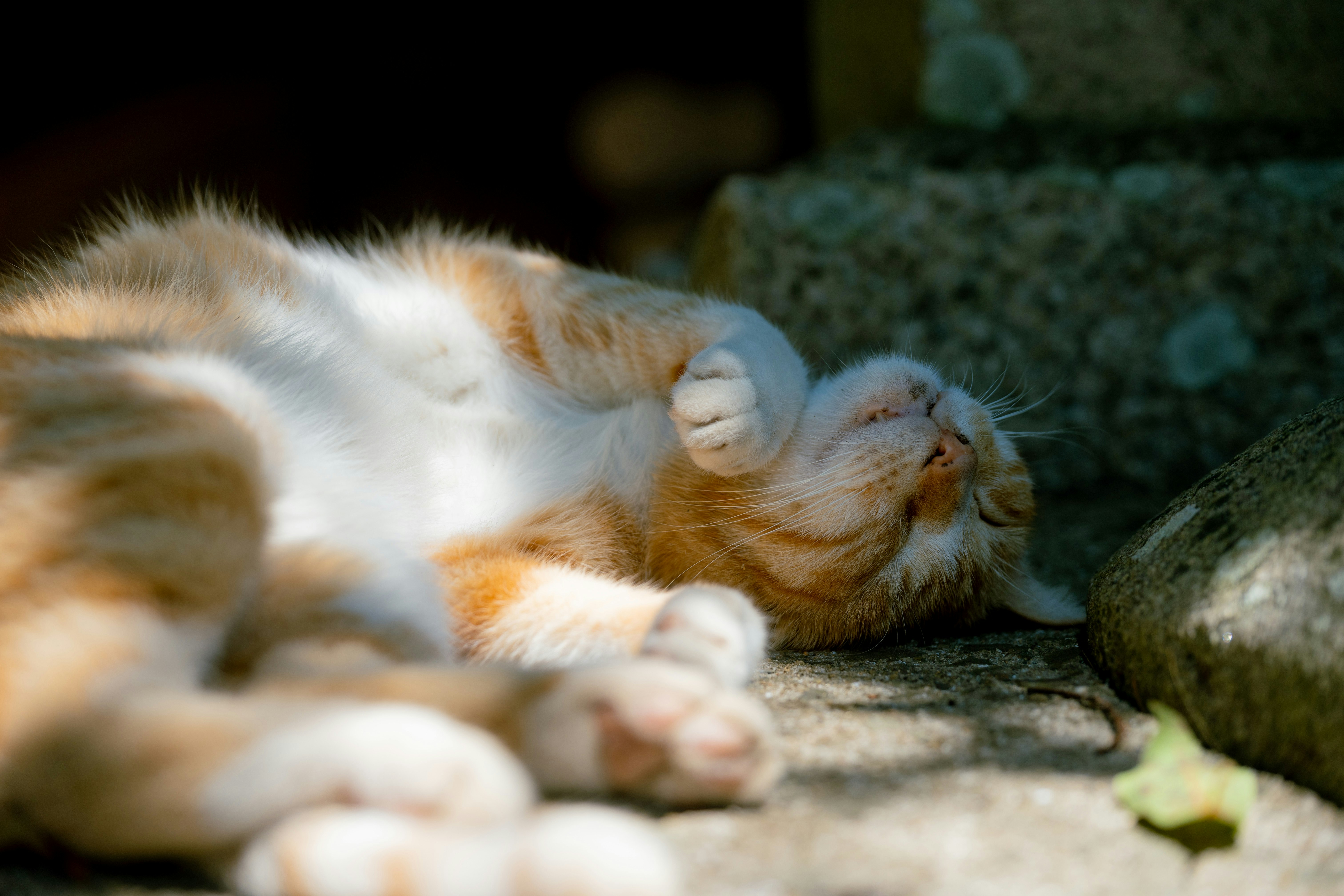 石の上で丸くなって眠る猫