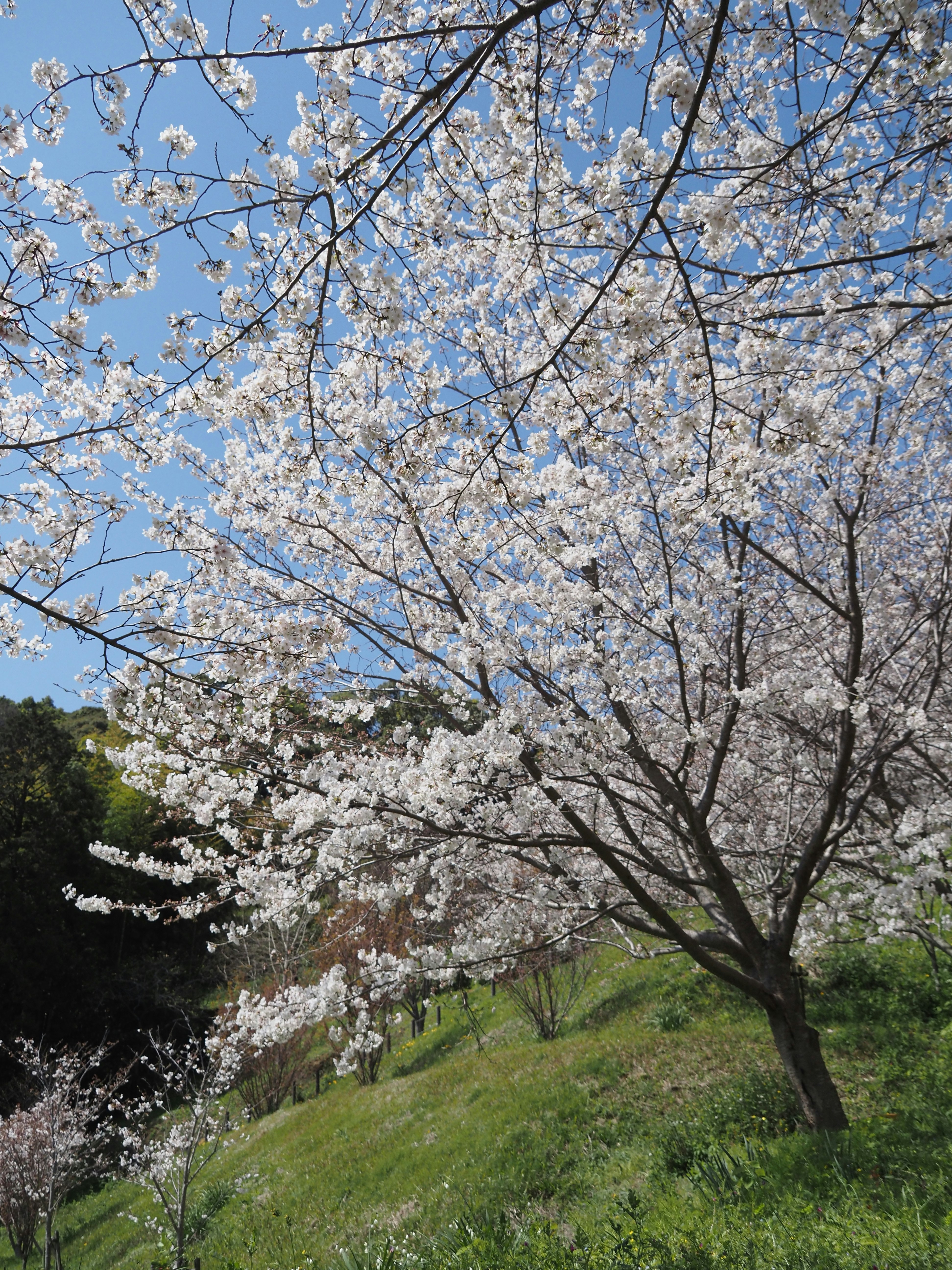 満開の桜の花が咲く青空の下の小高い丘の風景