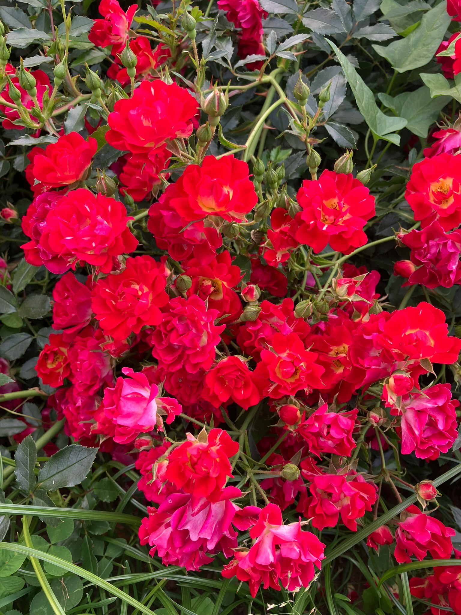 京成バラ園の赤いバラが咲き誇る花壇