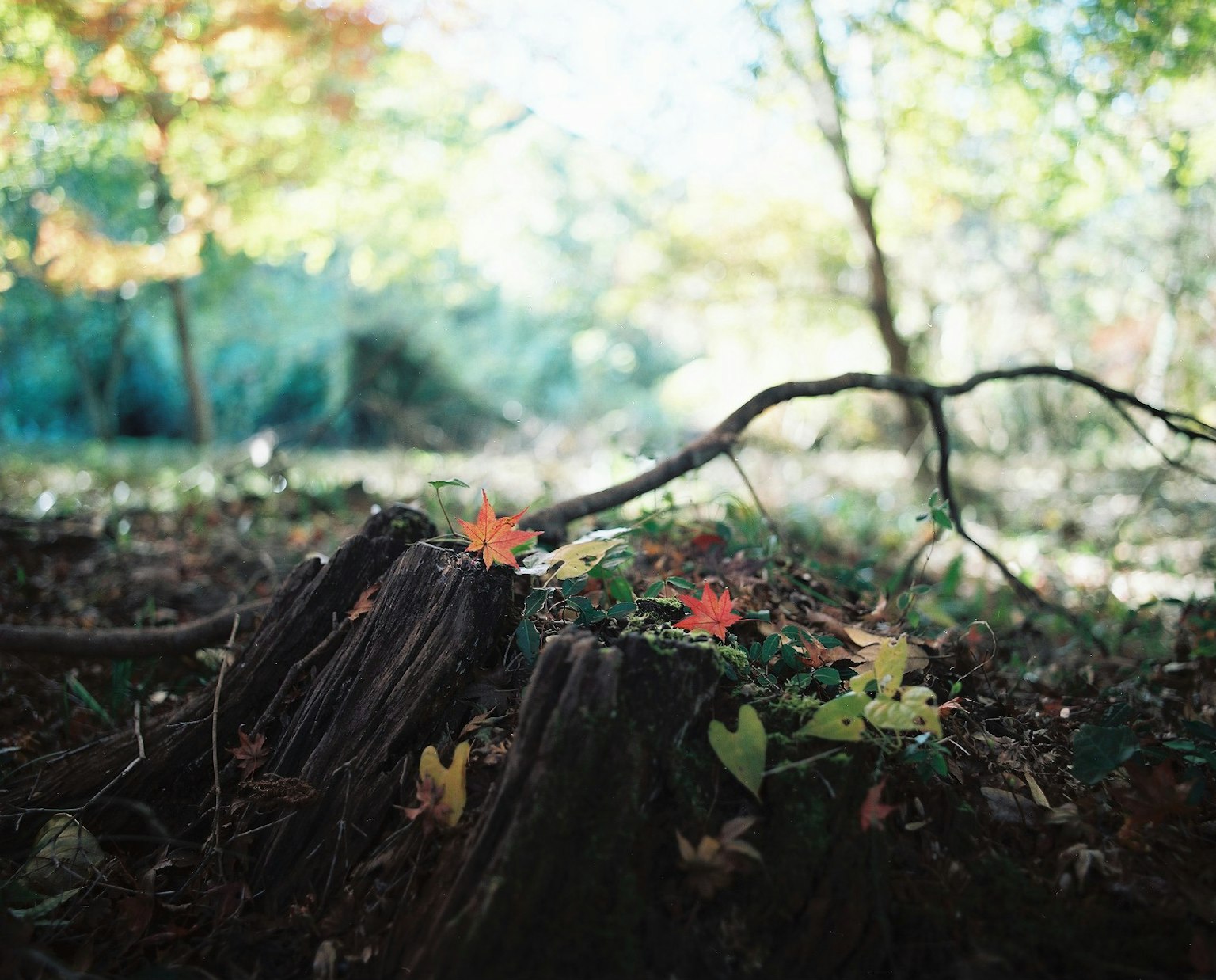 Baumstumpf umgeben von herbstlichen Blättern und Grün