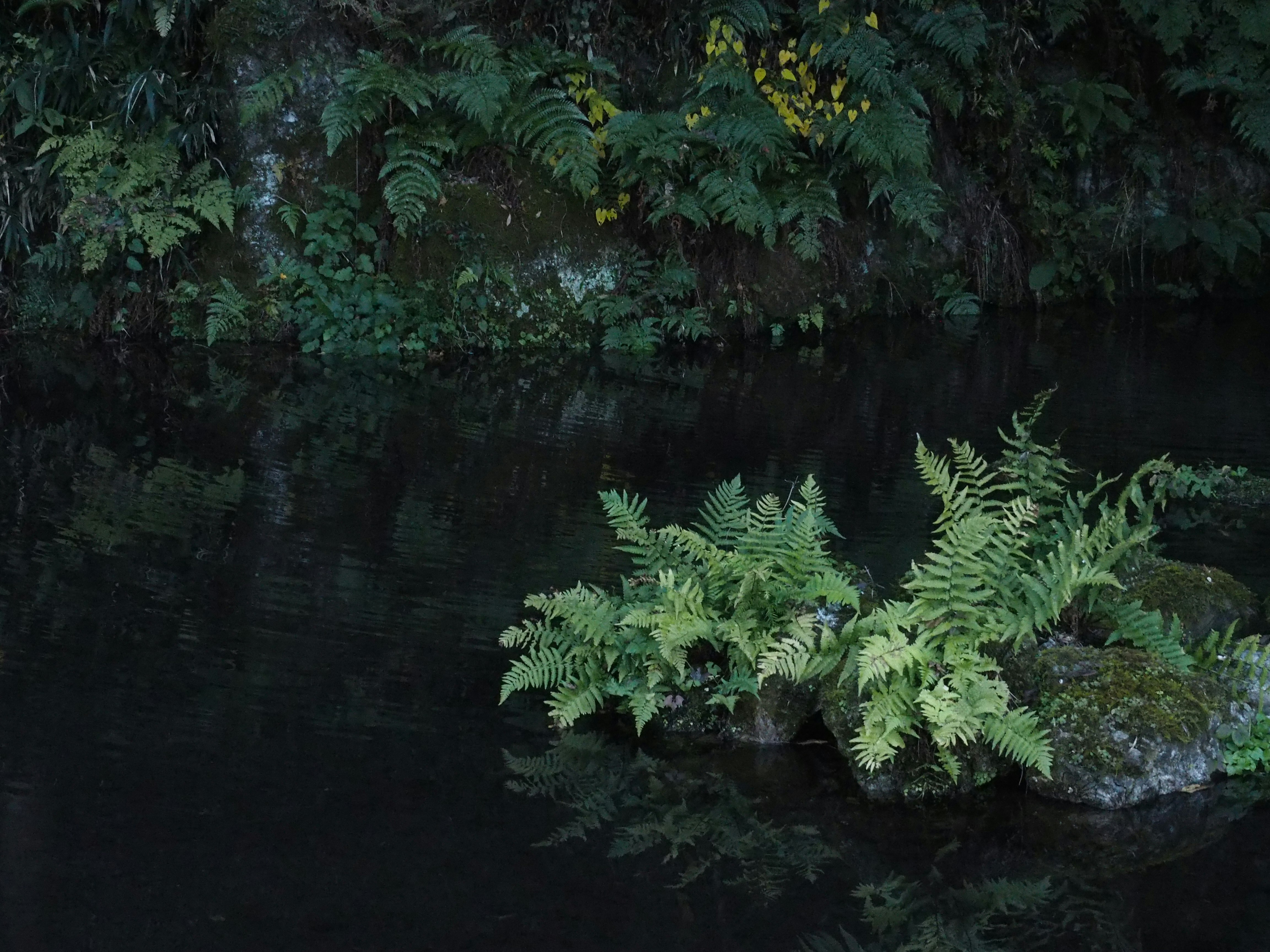 水辺に浮かぶ緑のシダと水草のある植栽