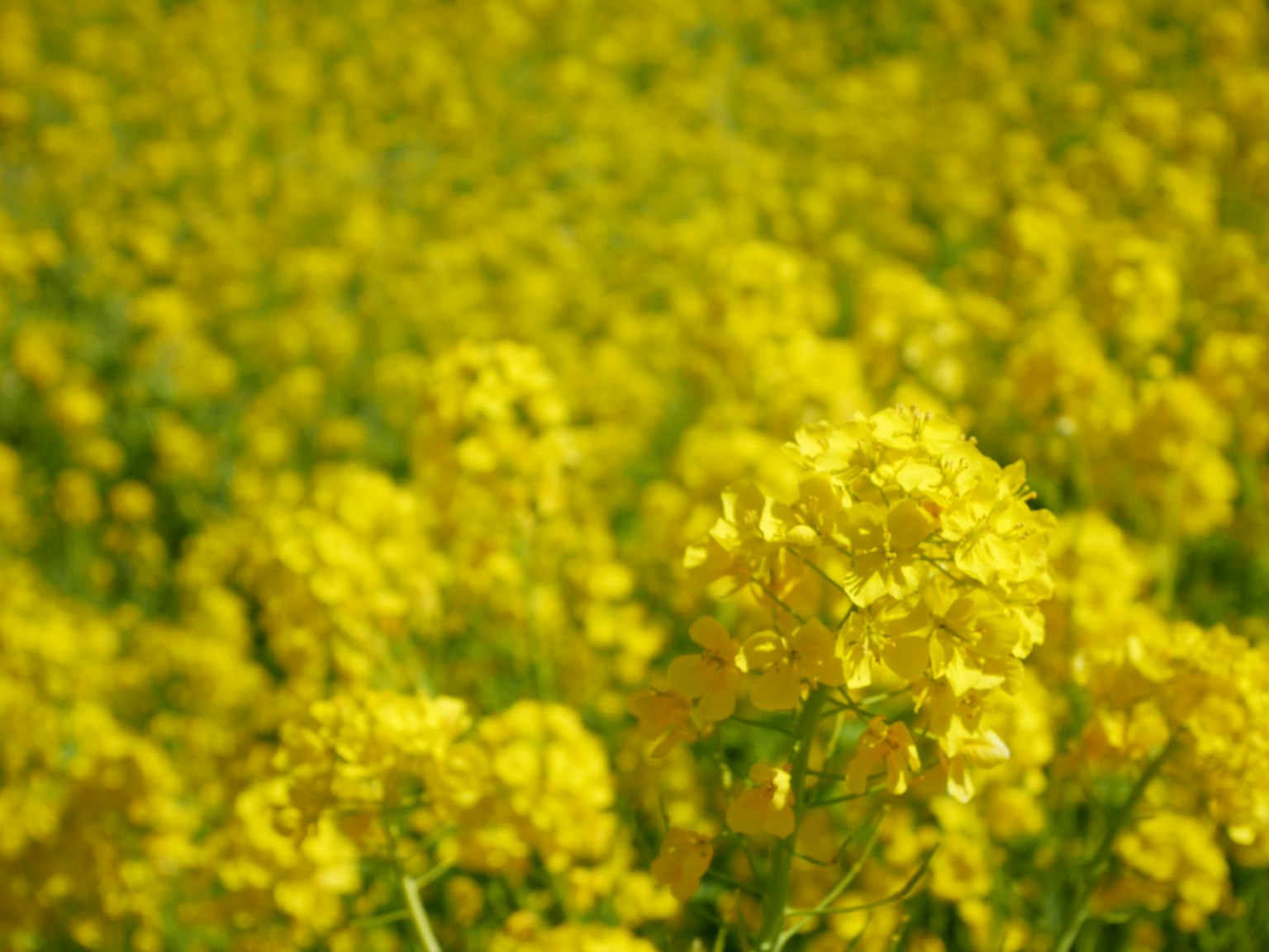 Close-up of a vast field of blooming yellow flowers