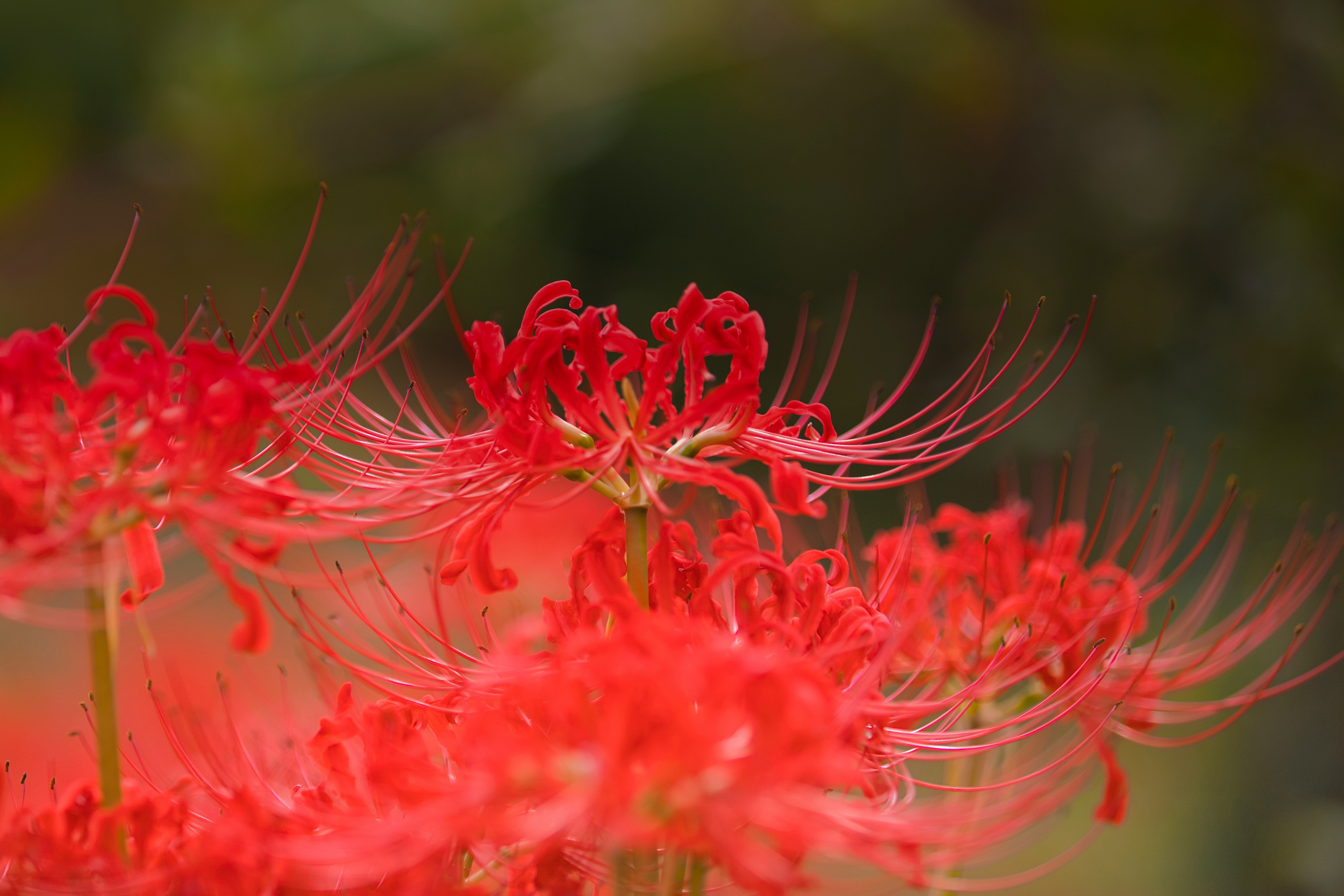 赤い彼岸花の群生が咲く花畑のクローズアップ