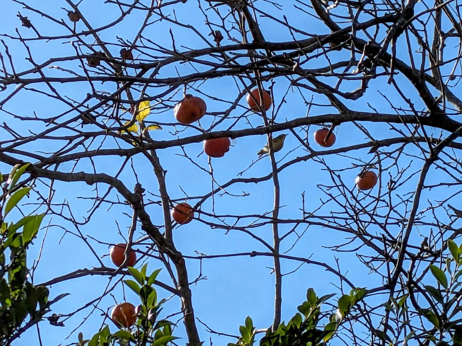 Cabang pohon dengan buah kesemek di bawah langit biru jelas