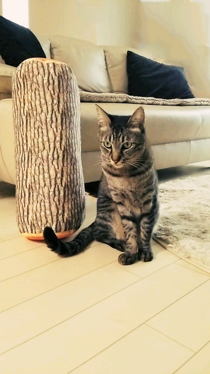 ソファ横の爪とぎに座る猫の室内シーン
