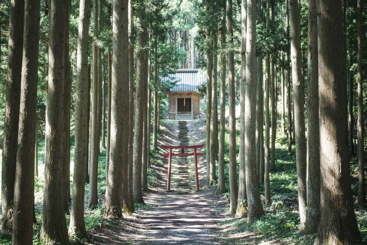 Scenic view of a shrine with a red torii gate surrounded by tall trees