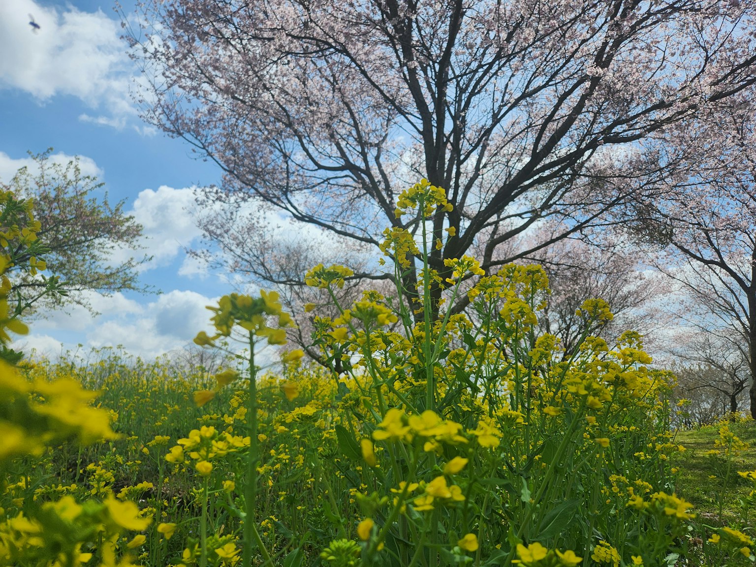 Paisaje primaveral con flores amarillas en flor y cerezos cielo azul y nubes