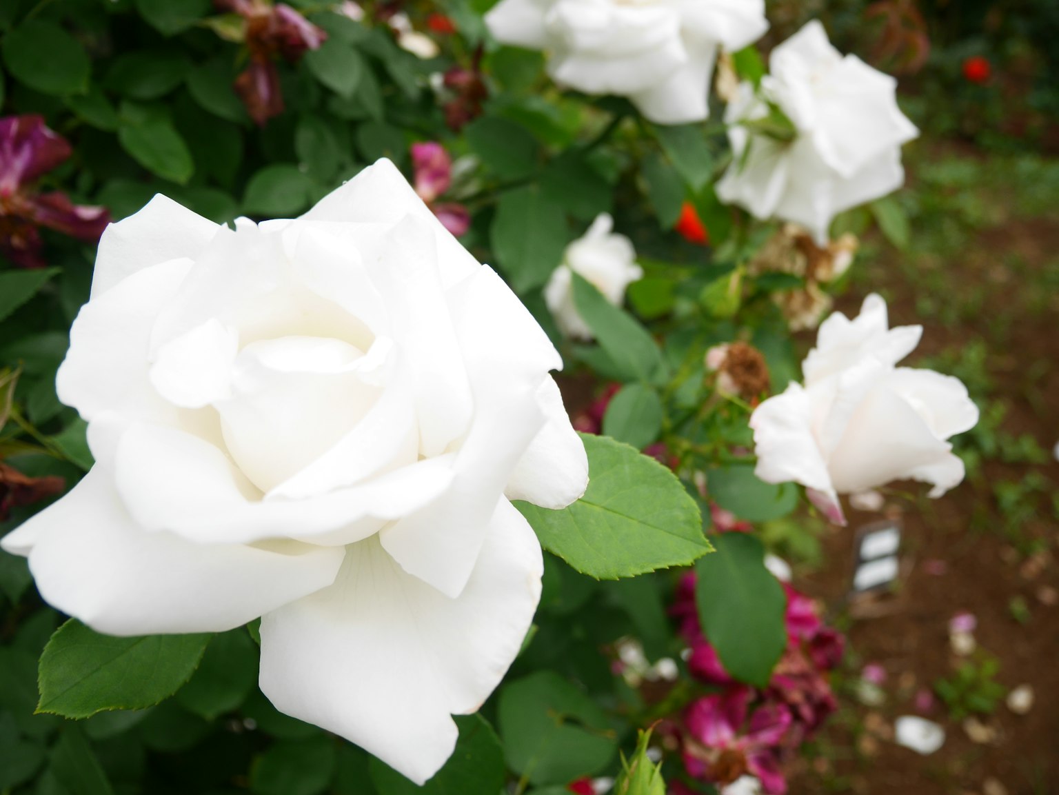 Nahaufnahme blühender weißer Rosen in einem Garten