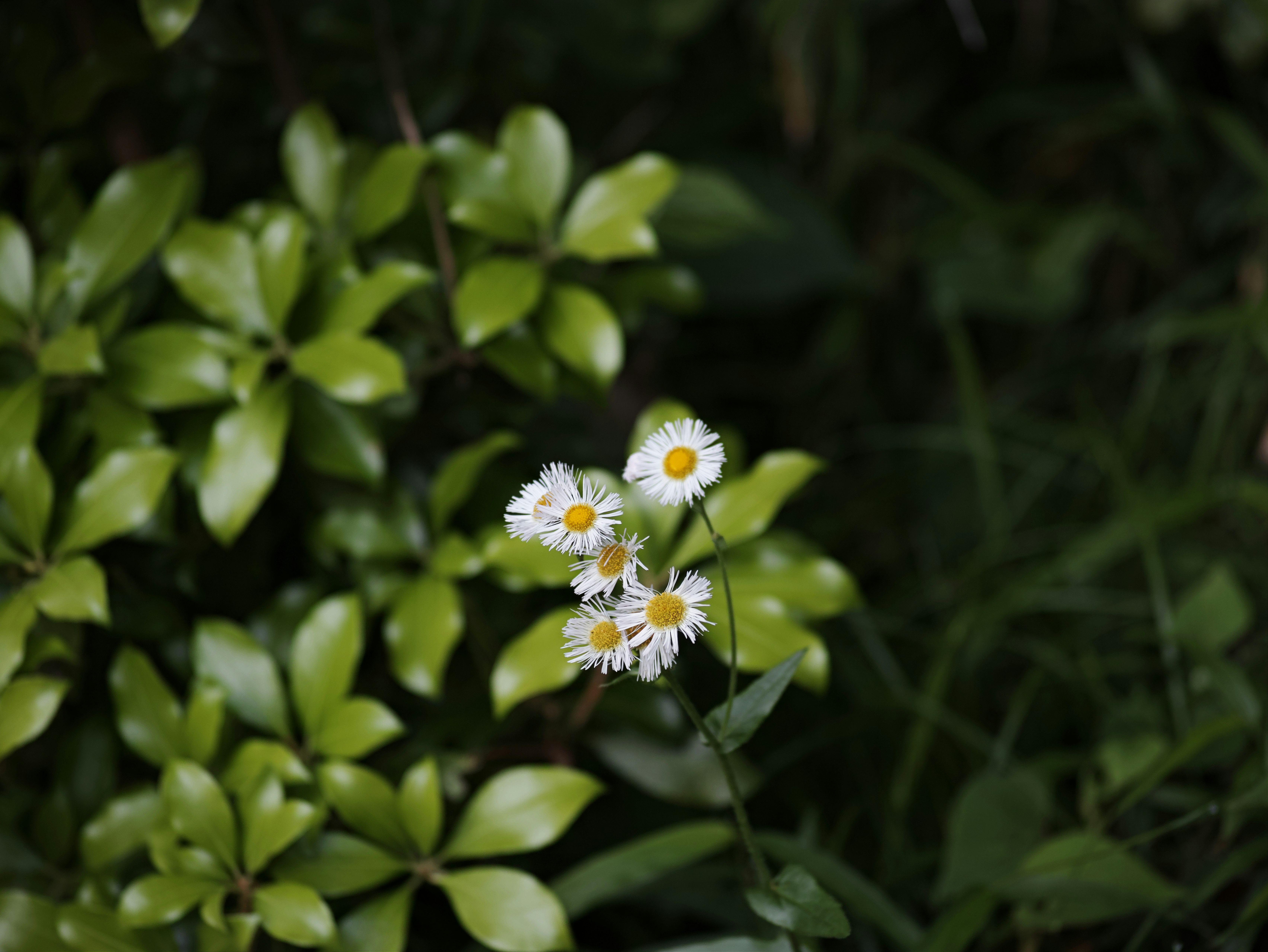 茂みの中で咲く小さな白い花